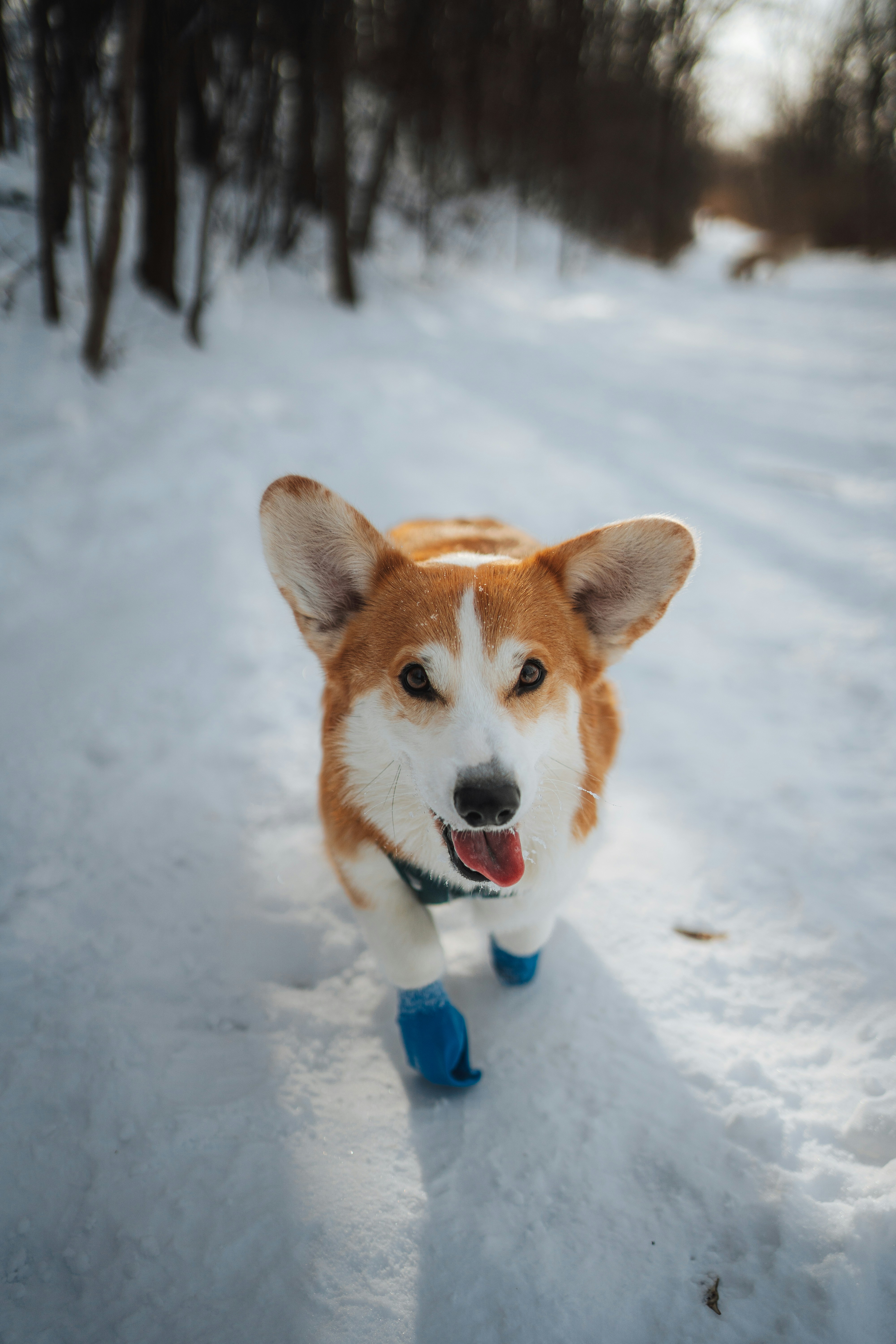 A corgi wearing blue booties walks in the snow.