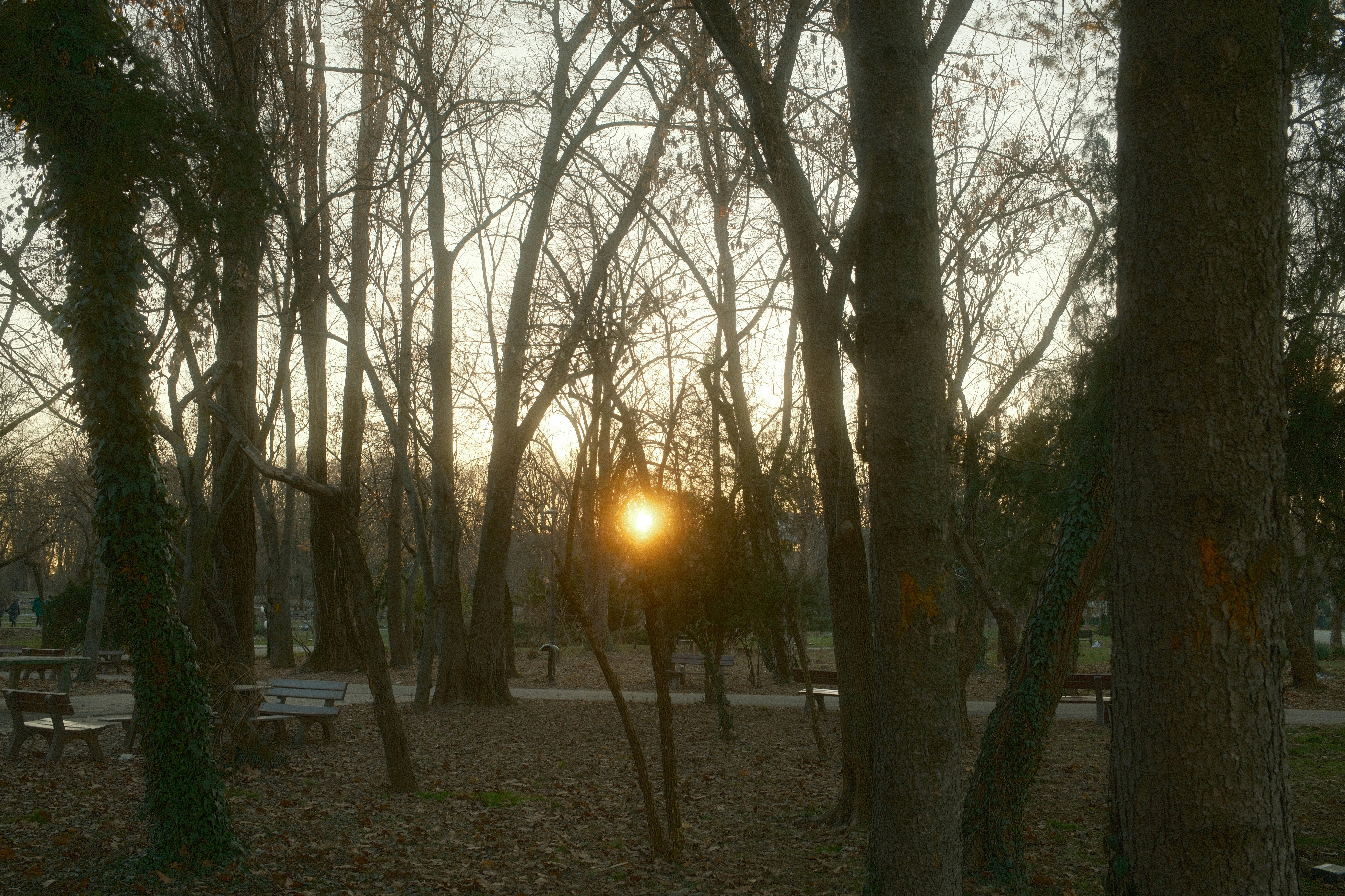 Sunset seen through bare trees in a park.