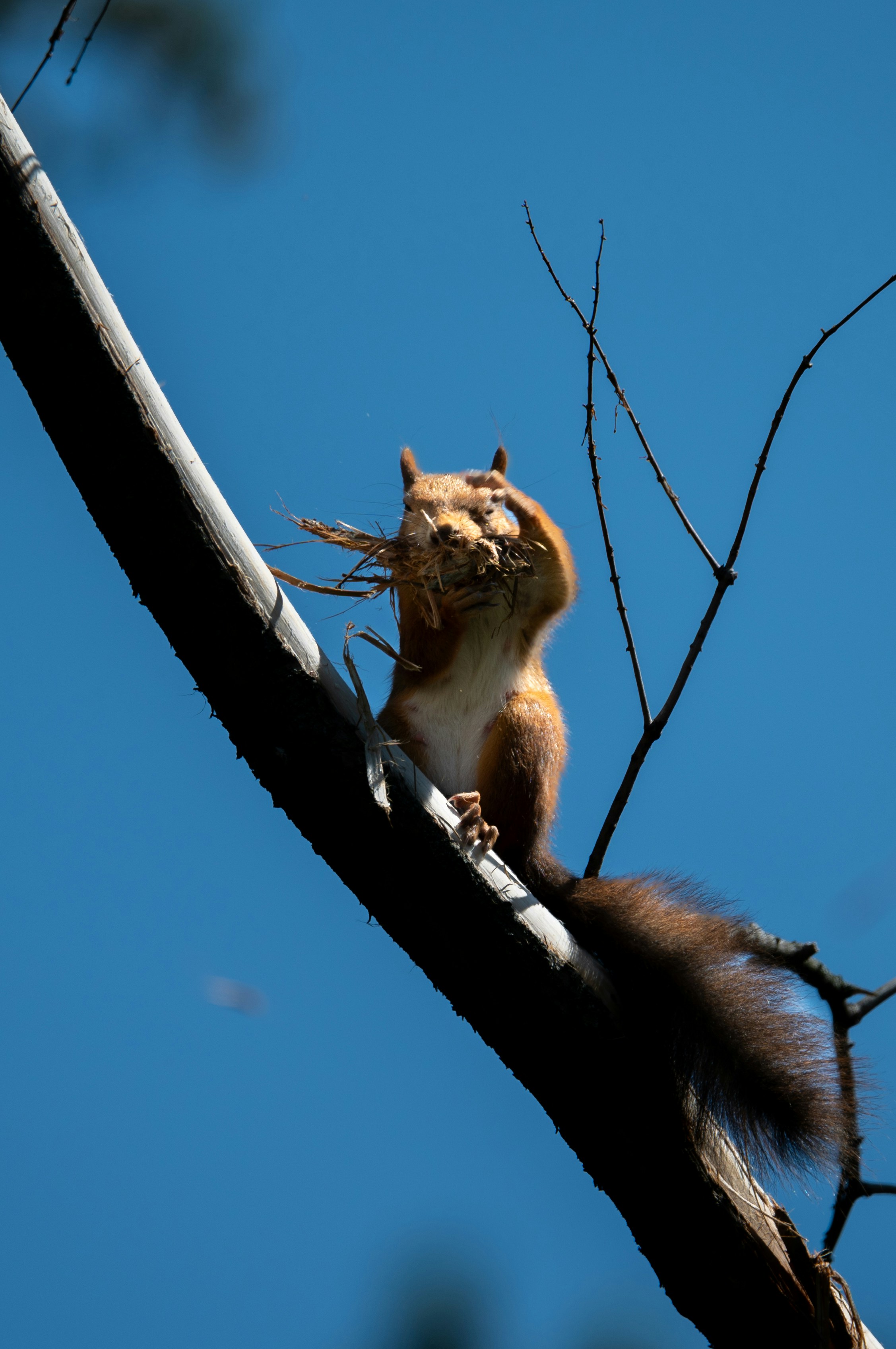 A squirrel perched on a branch with nesting material.