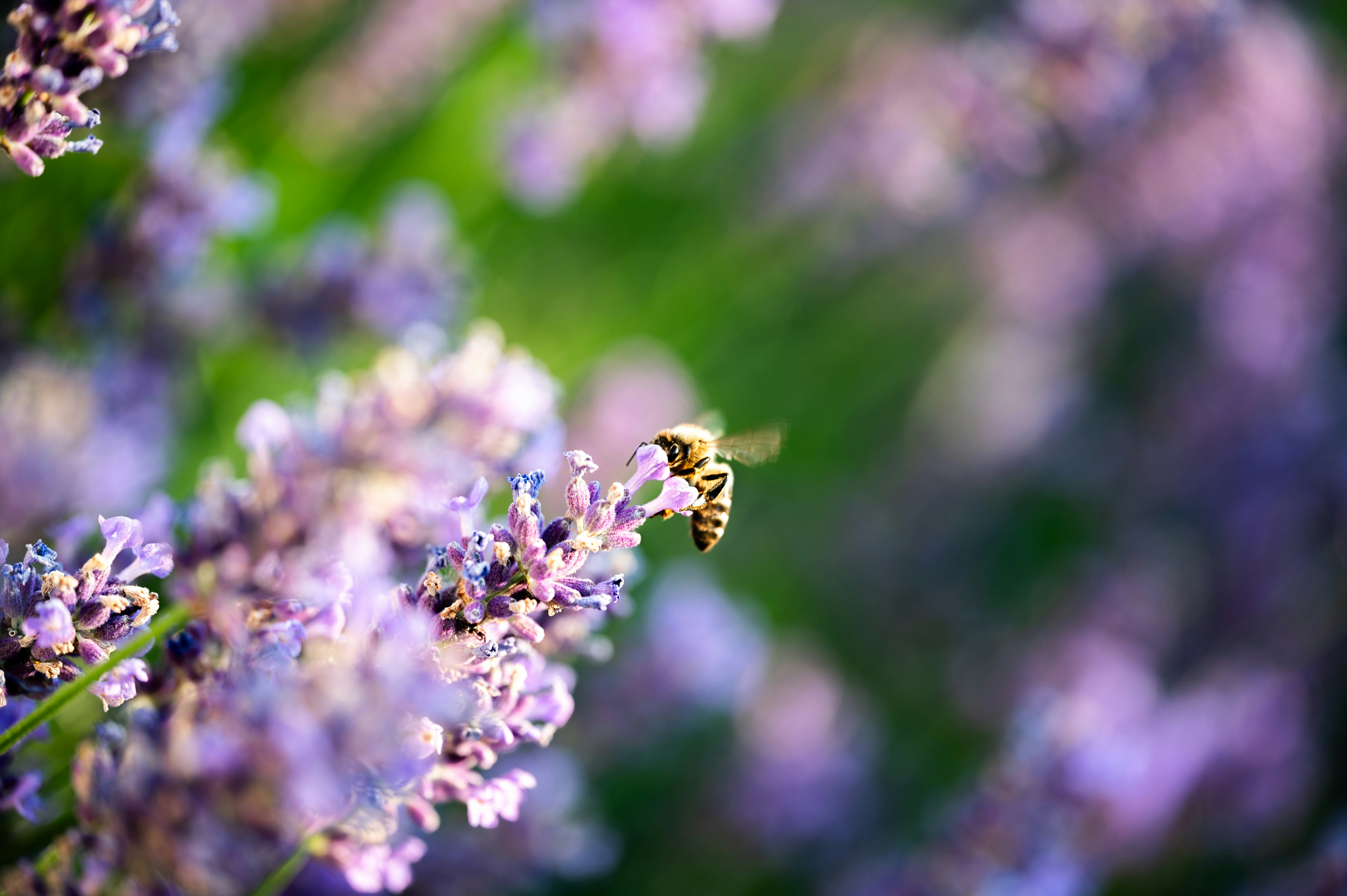 A bee collects nectar from a lavender flower.