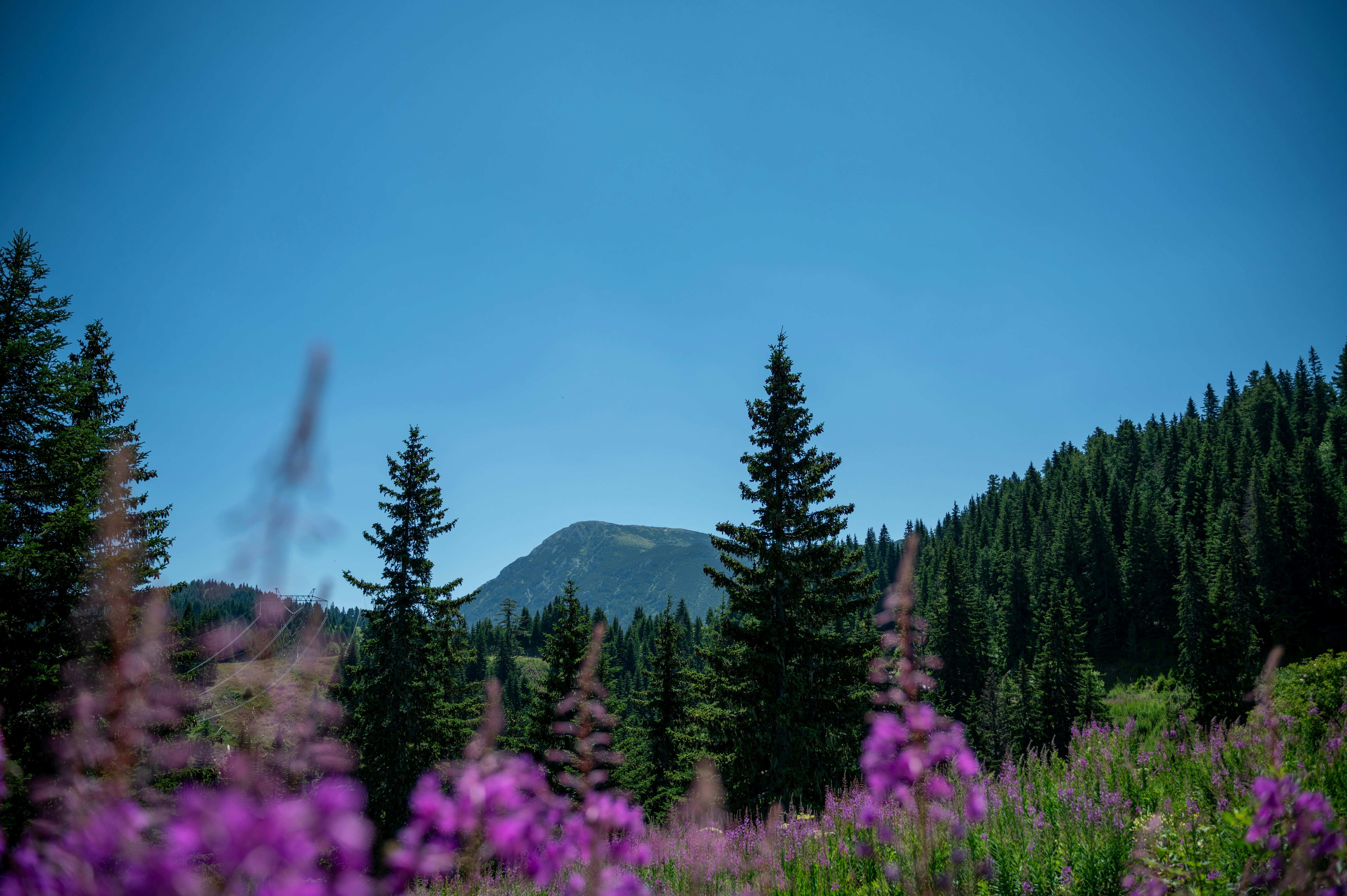 Purple wildflowers with pine trees and mountain