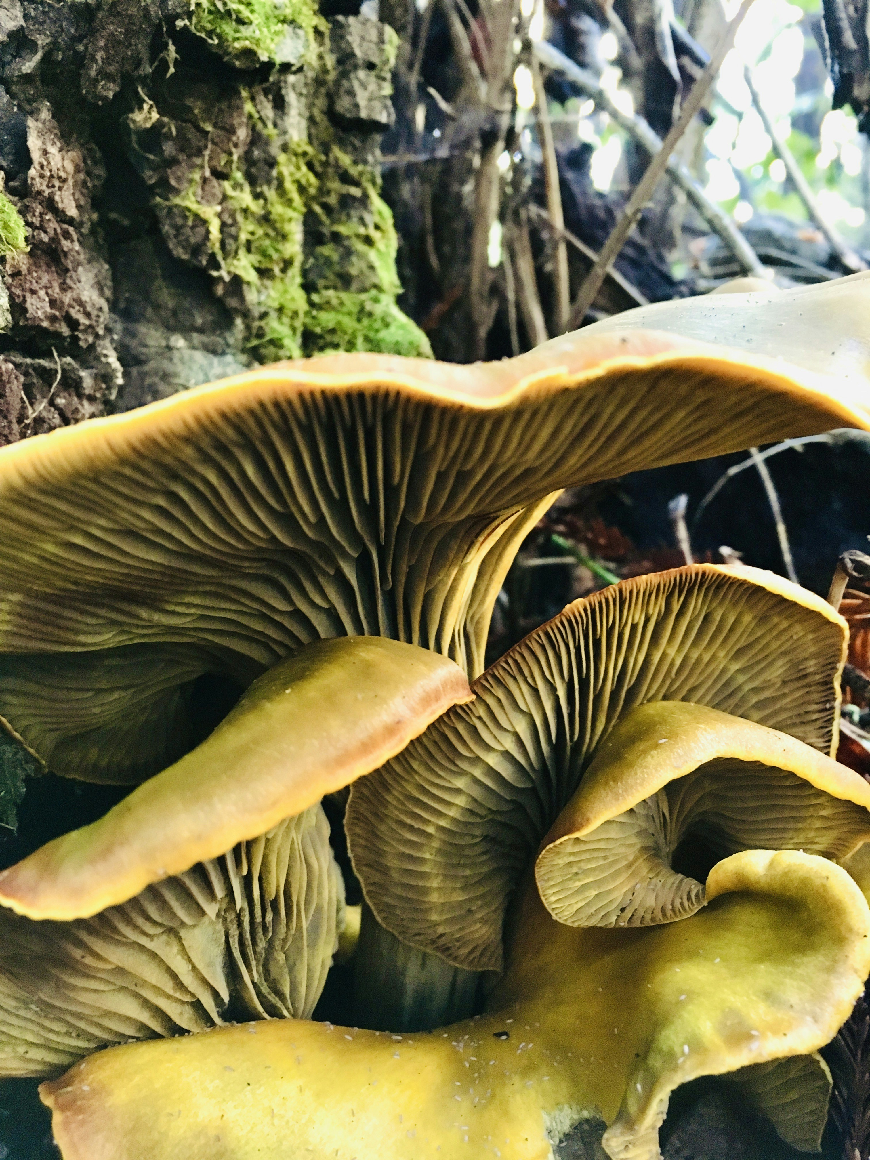 Comparison of chanterelle and Jack-o'-lantern mushrooms
