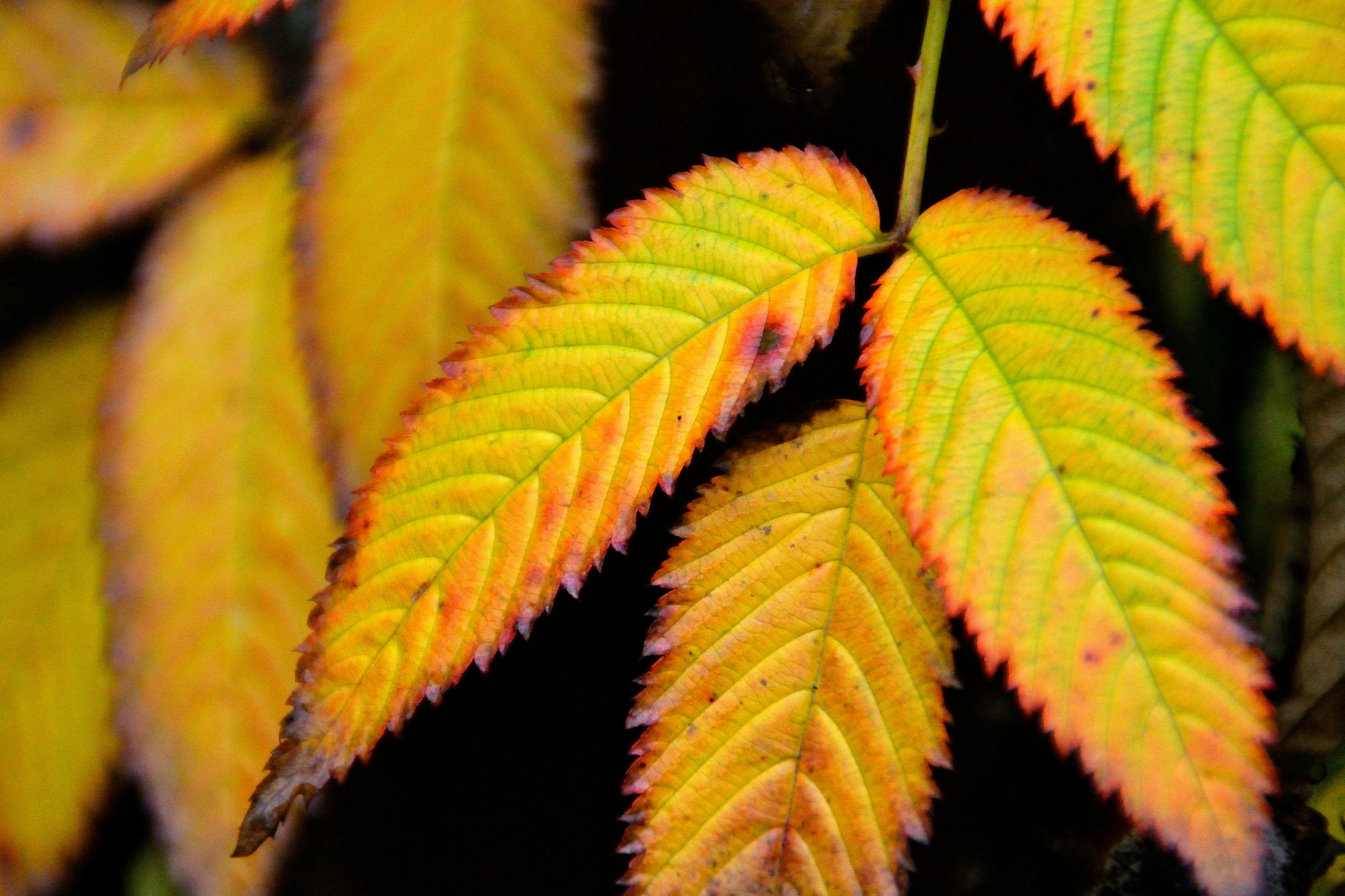 Photo by psilocybe53