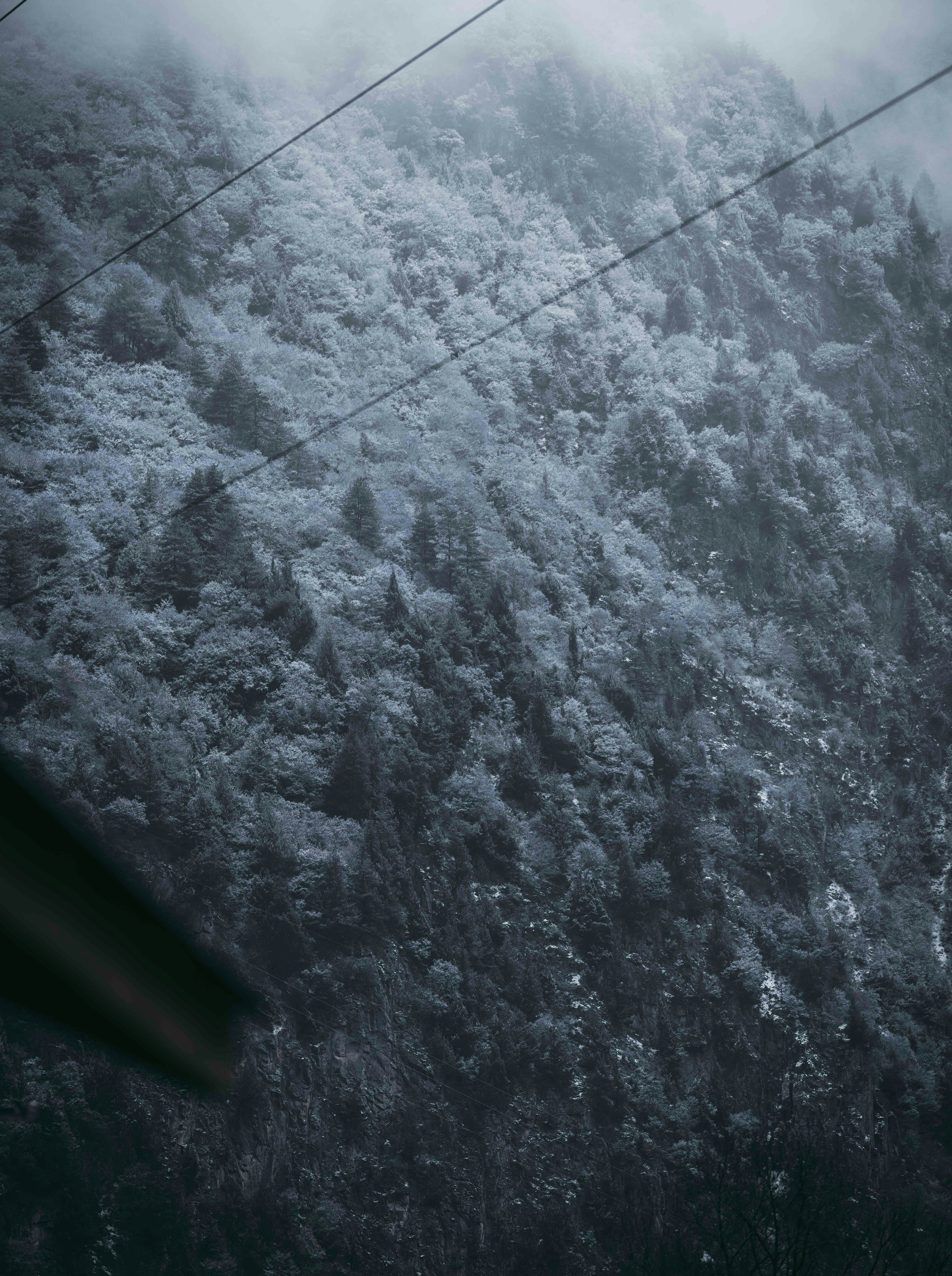 Misty forest on a mountainside with cables overhead cables.