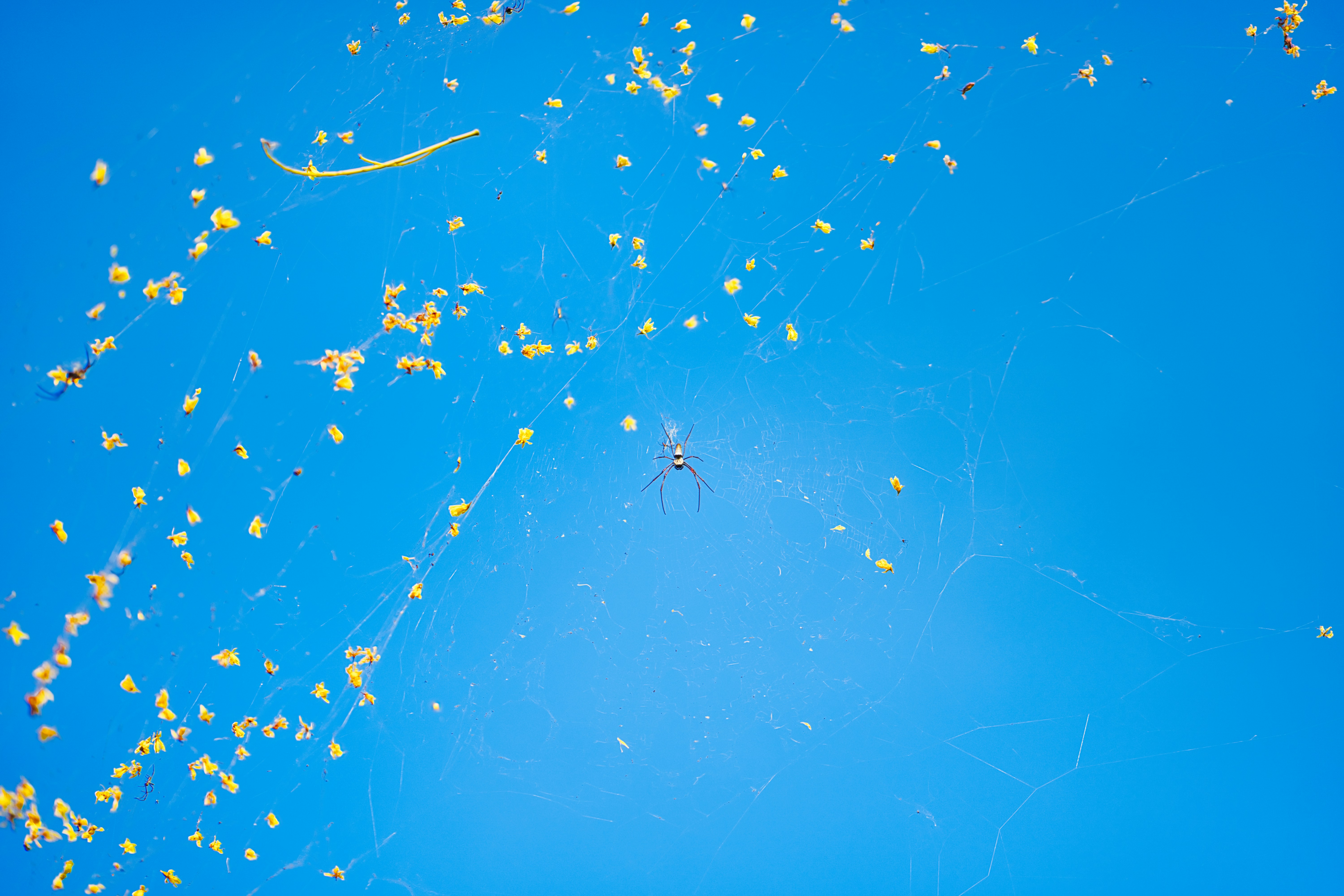 Spider web with many tiny spiders on blue background