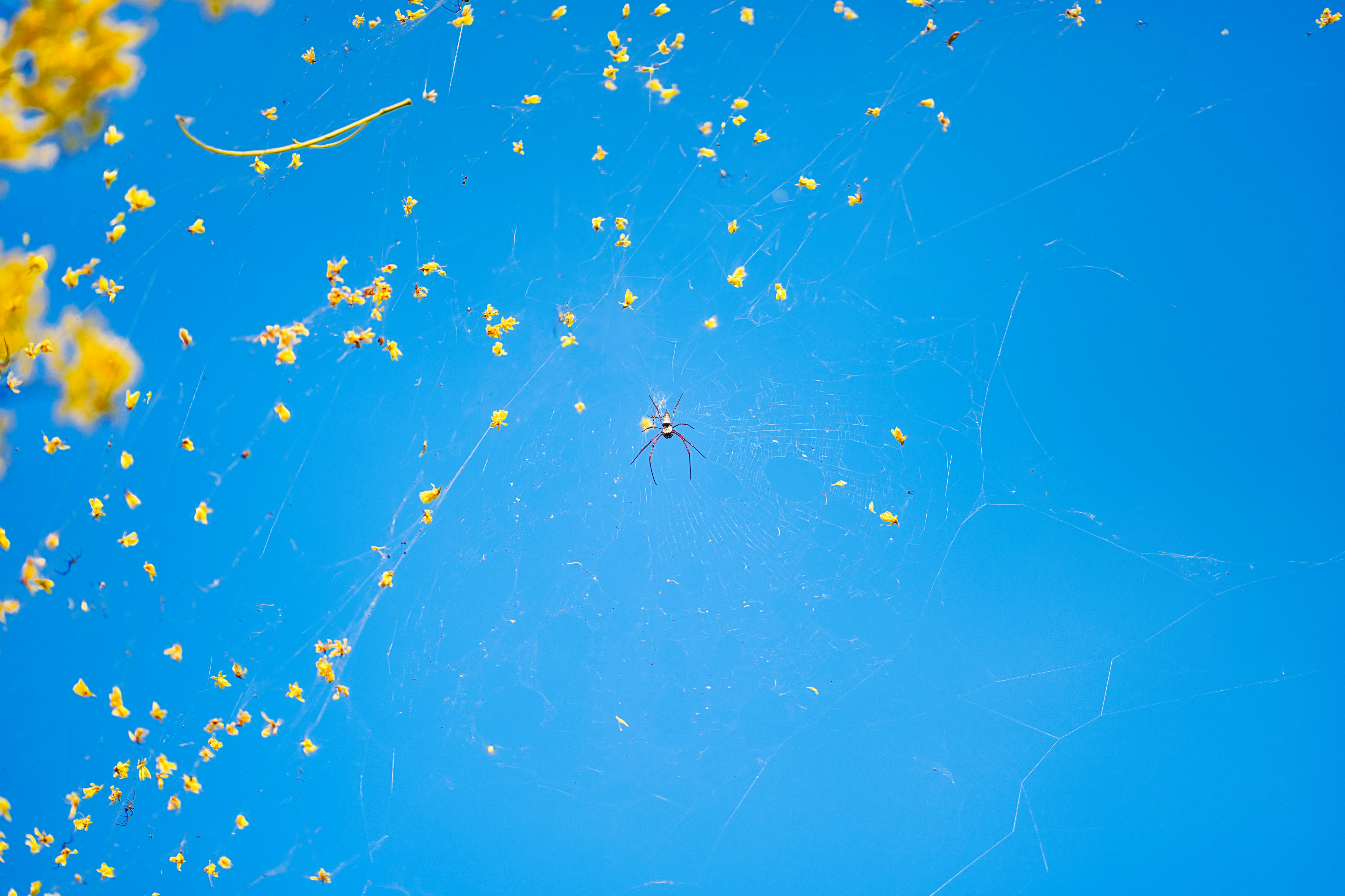 Spider web with tiny spiders against blue sky