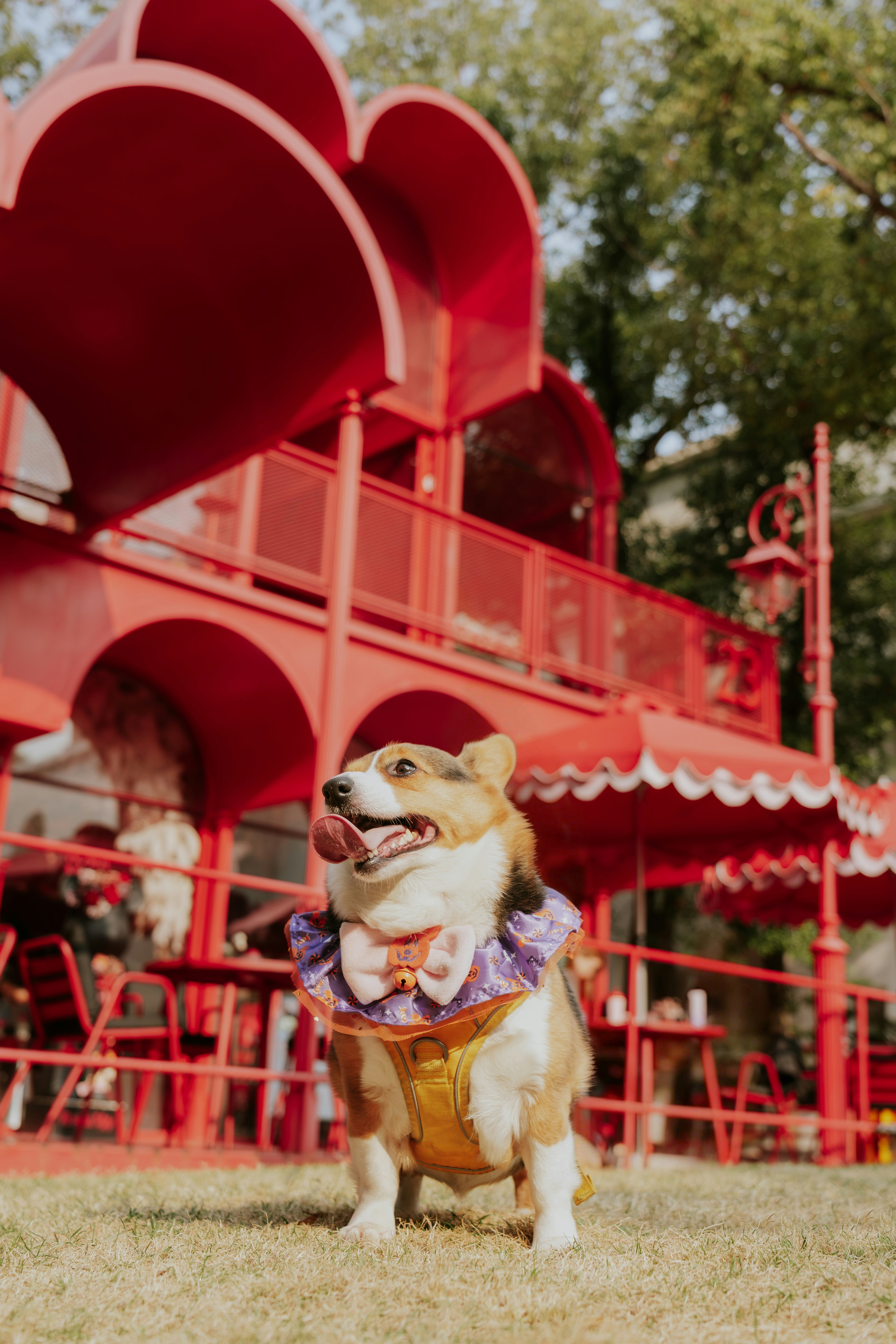 A corgi wearing a bow tie sits on grass.
