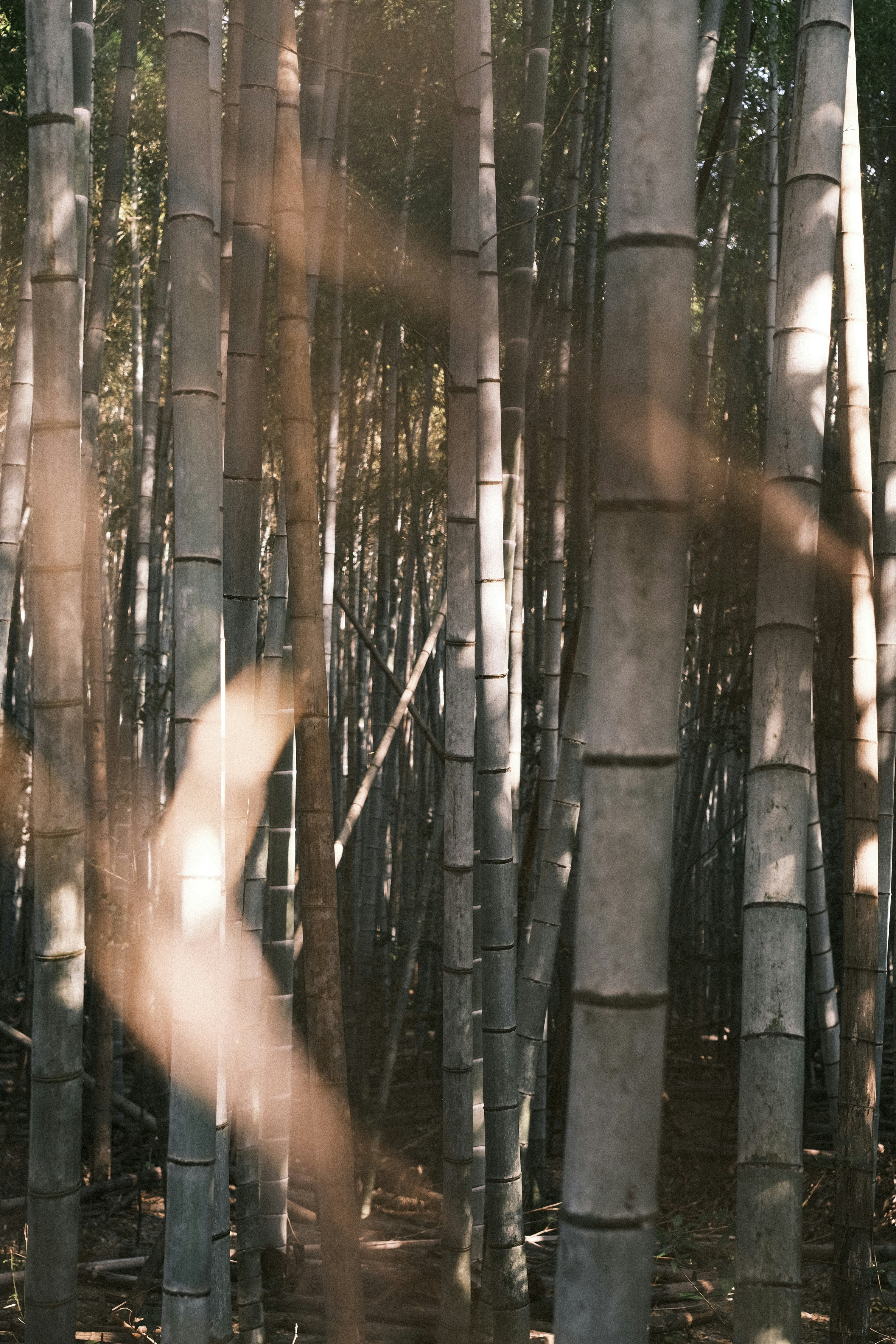 Photo by prince_perry