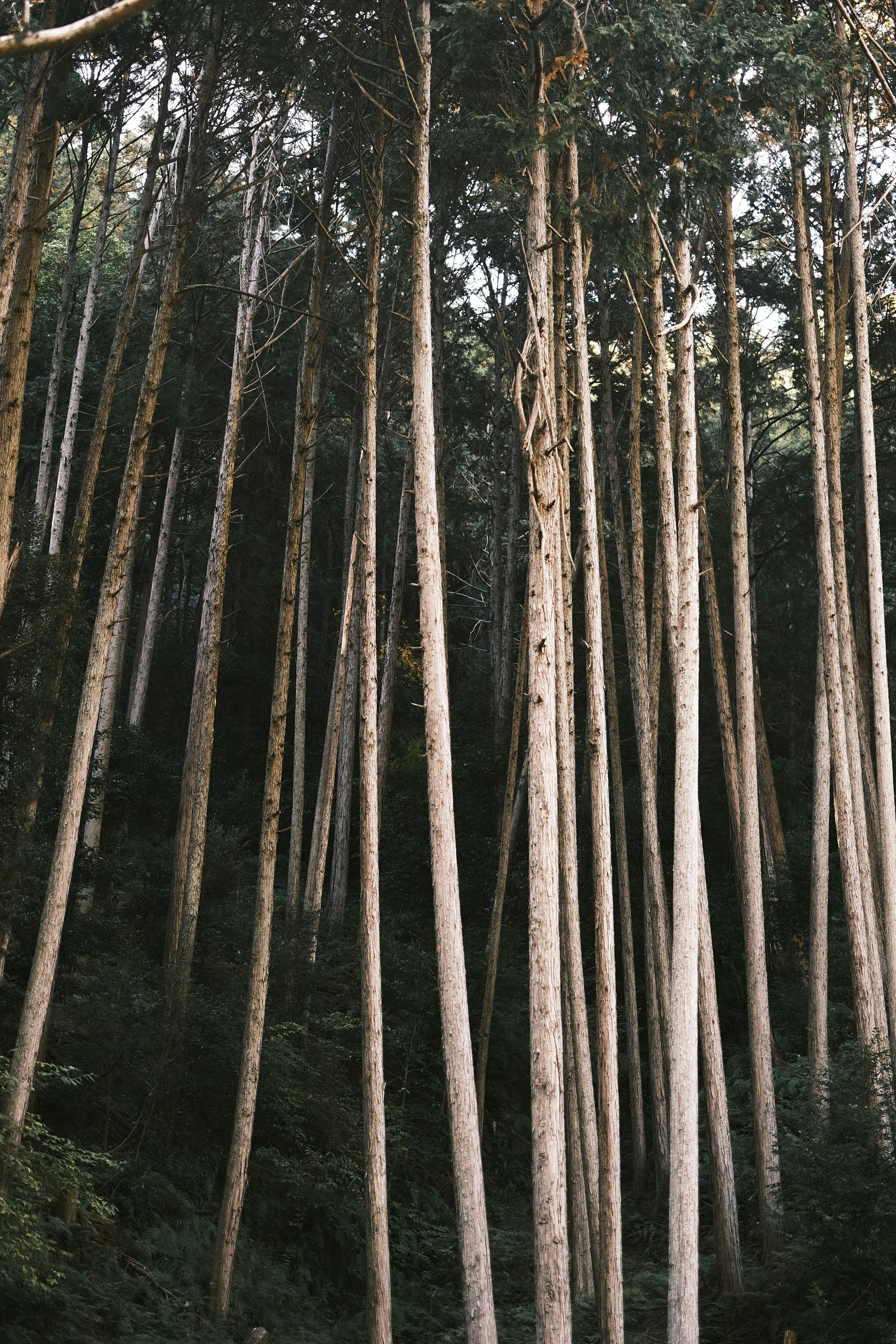 Photo by prince_perry