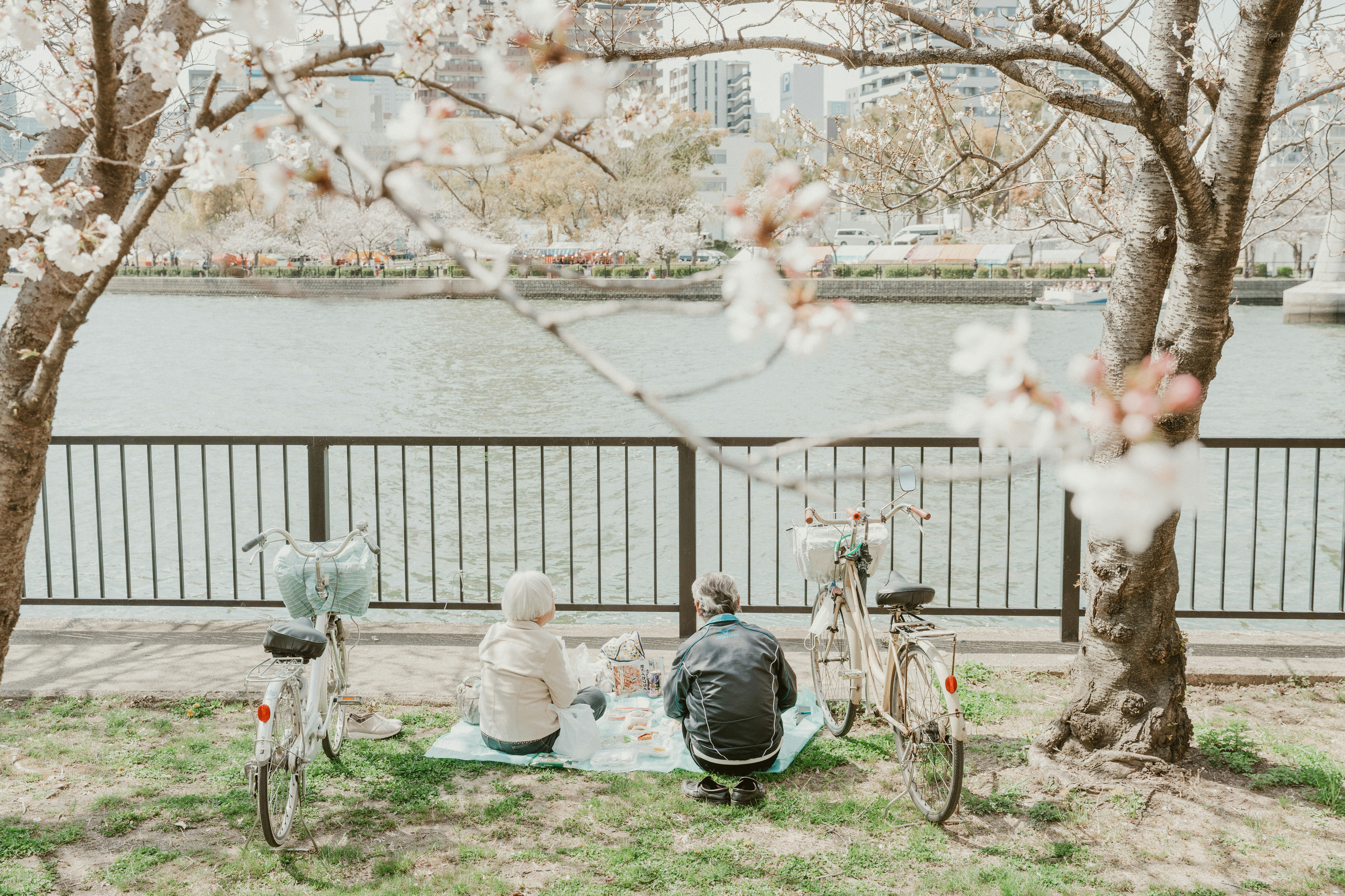Couple having a picnic under blooming cherry blossom trees