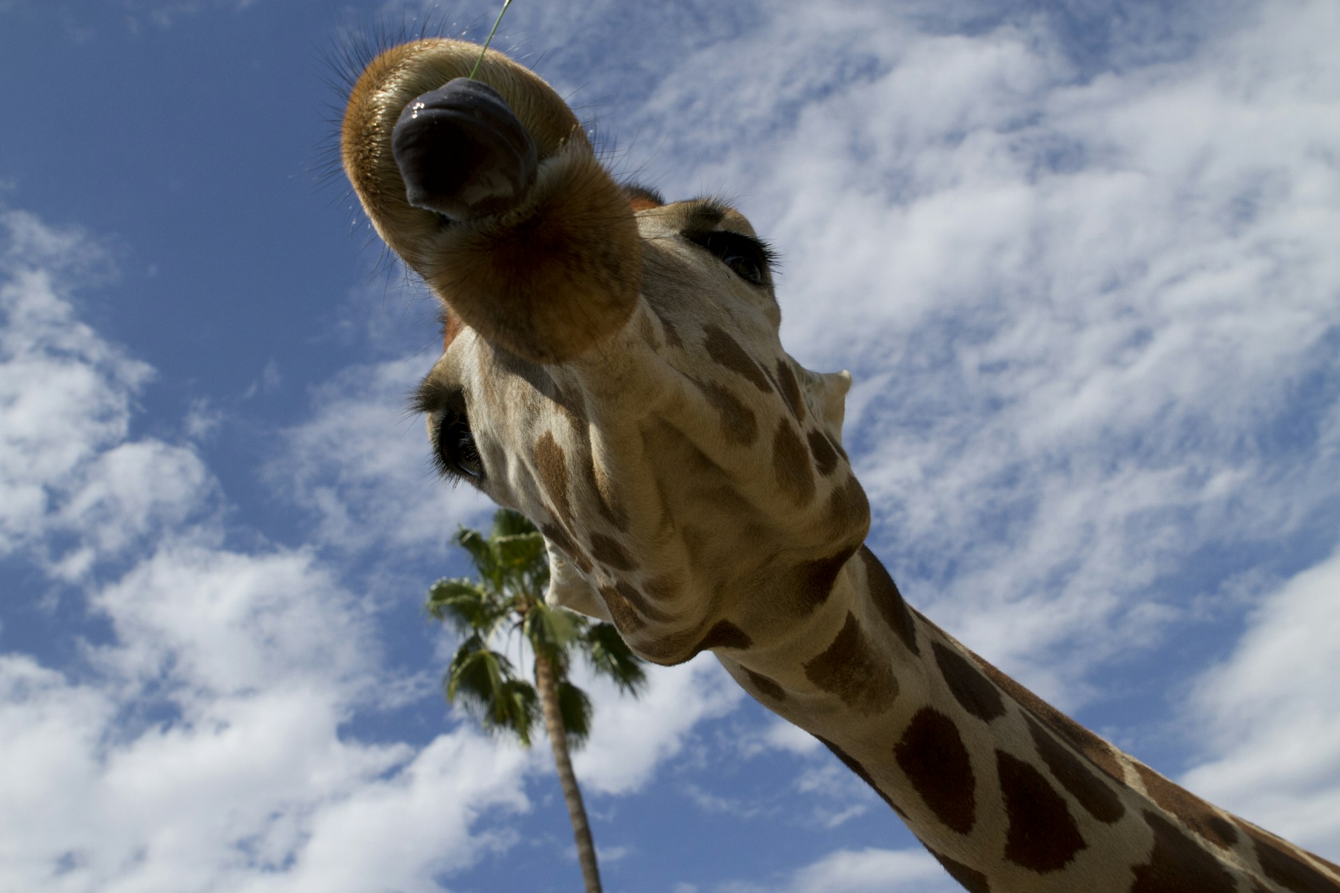 A giraffe's head looking down at the camera