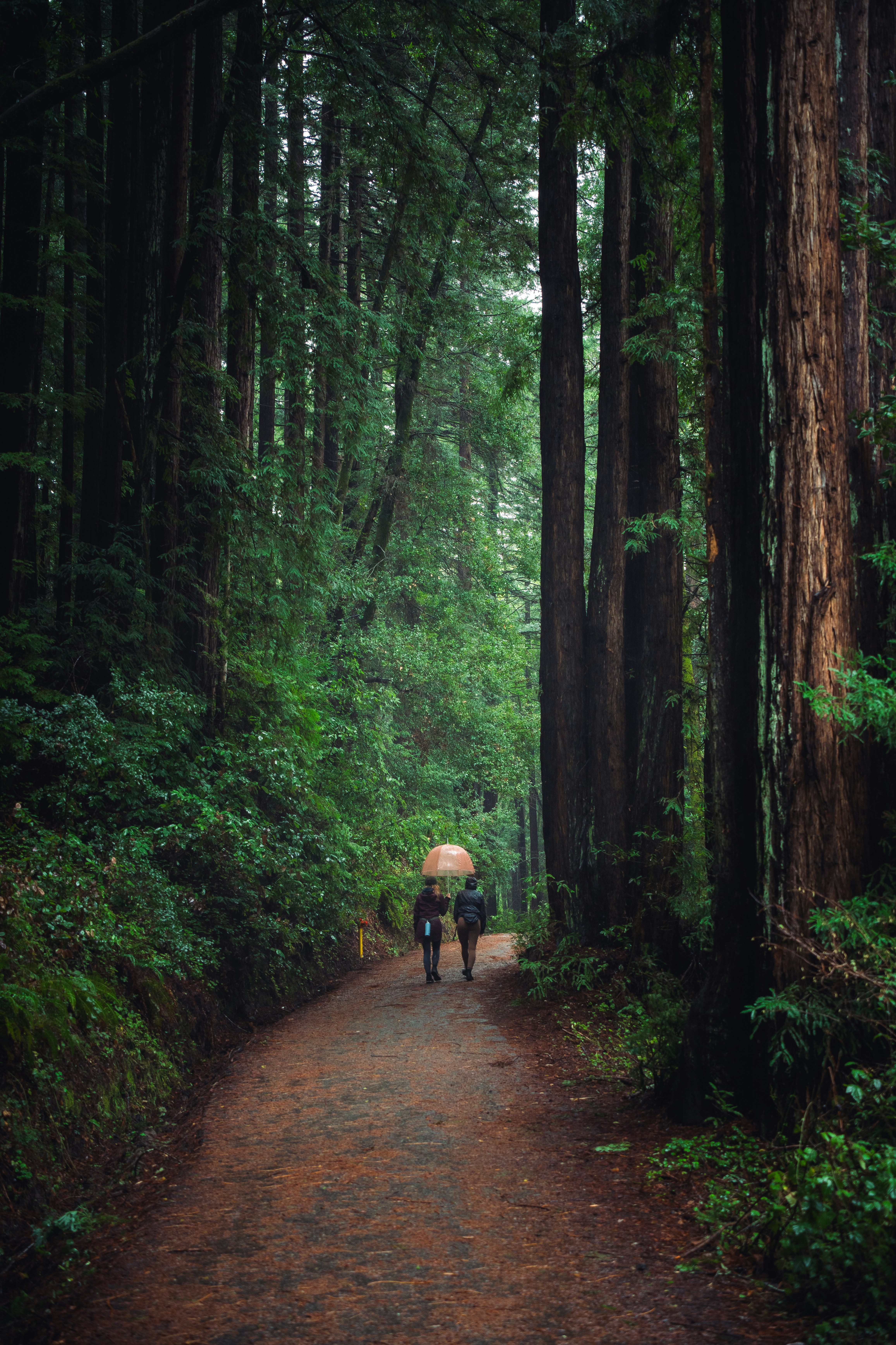 Two people walk on a forest path with an umbrella.