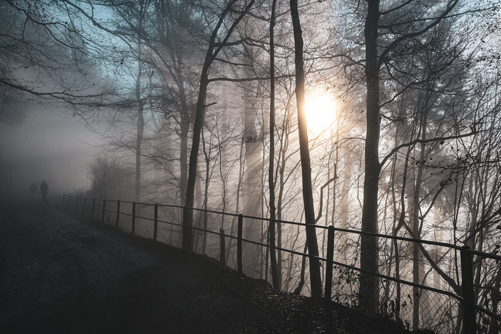 sun shining through misty trees along a path