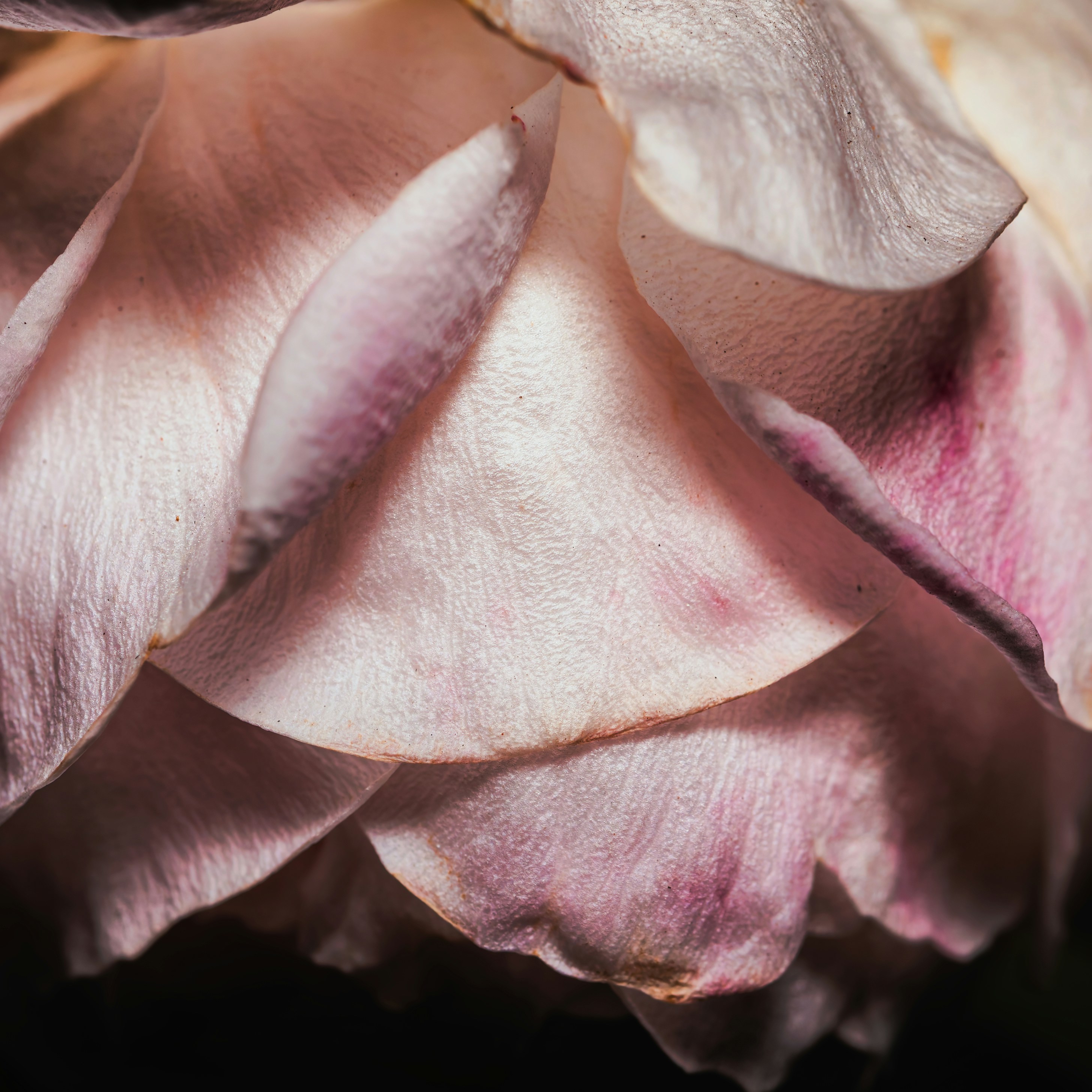 Close-up of delicate pink rose petals with dark shadows.