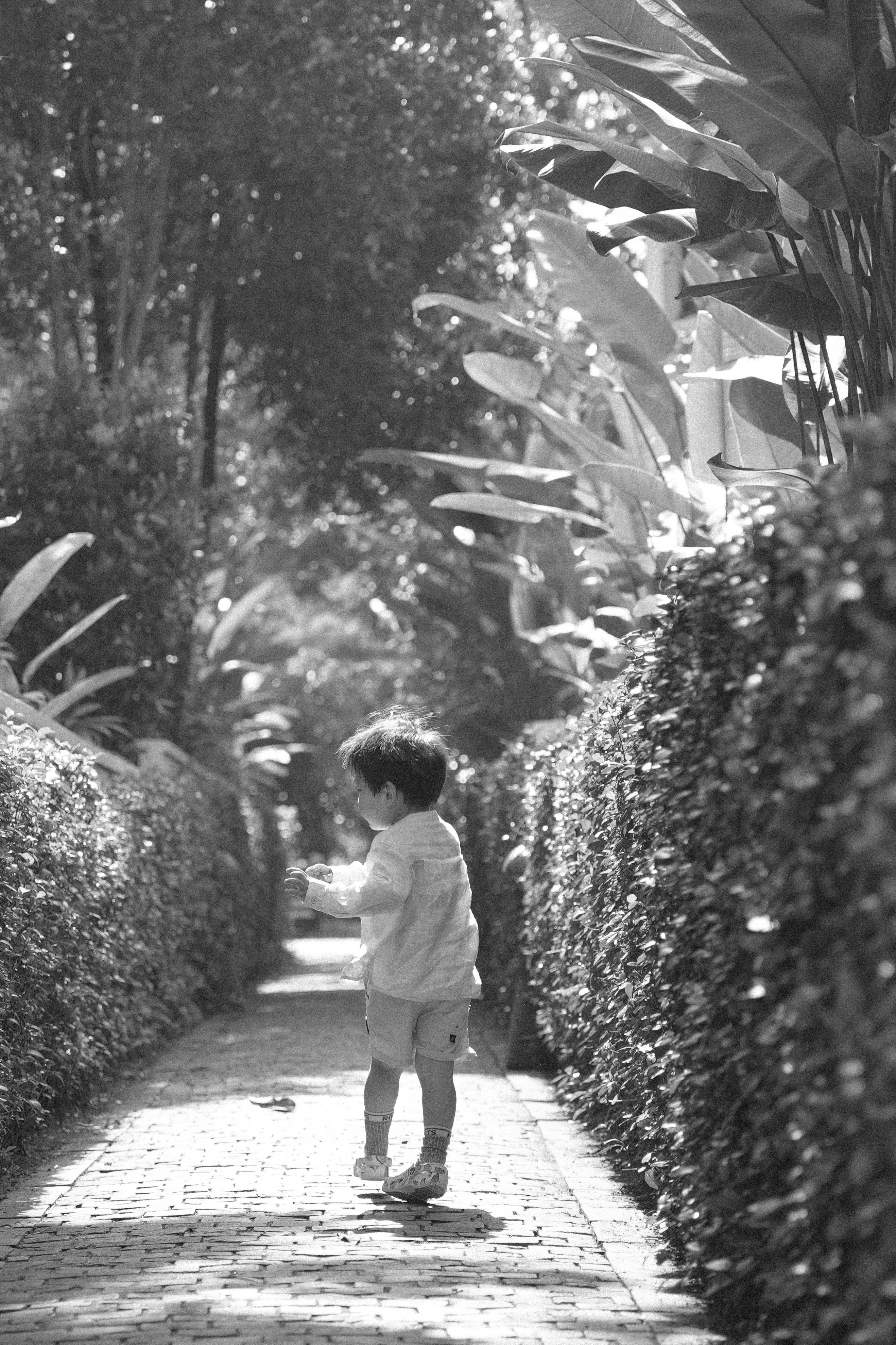 Young child walks down a sunlit garden path.