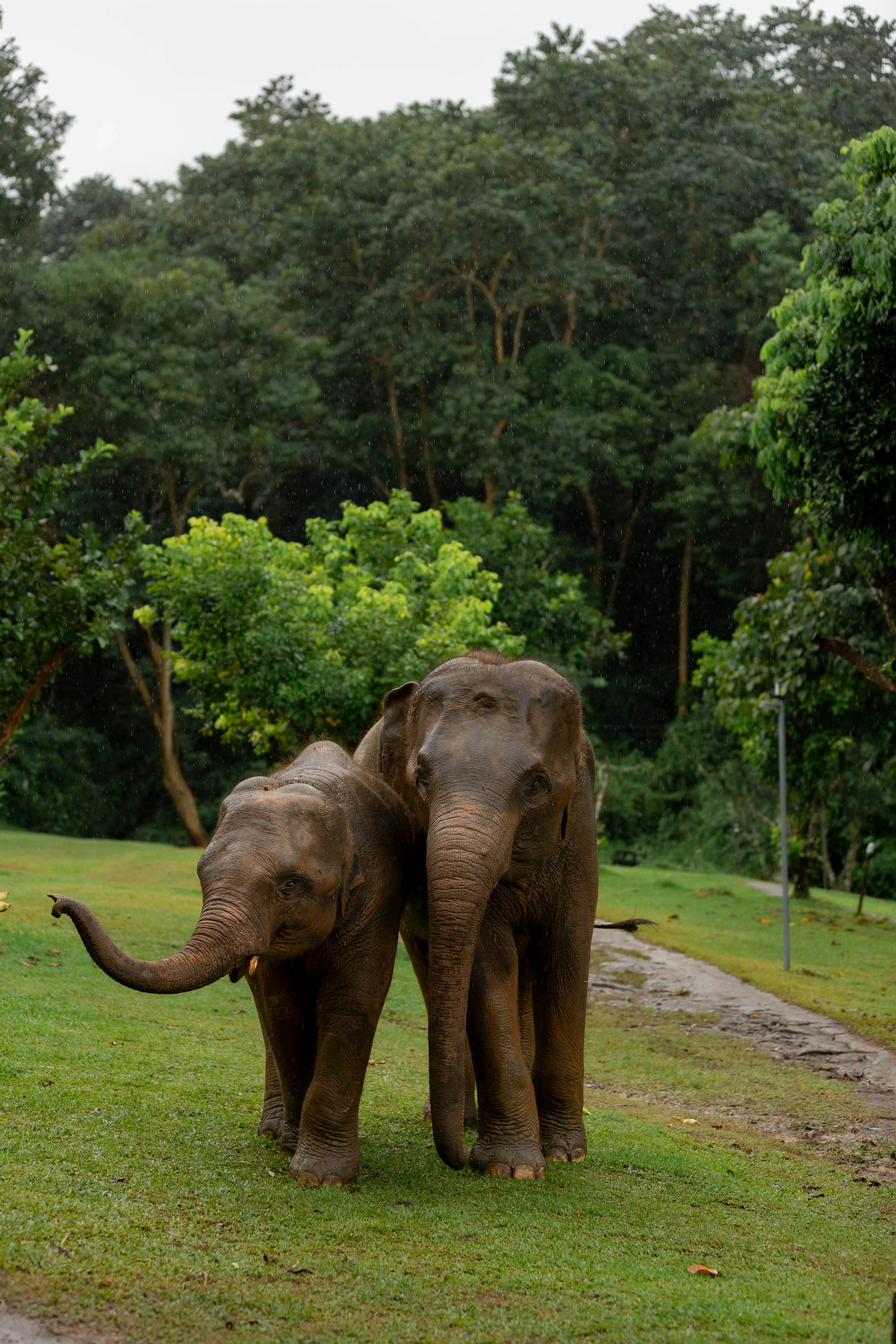Elephants in the wild