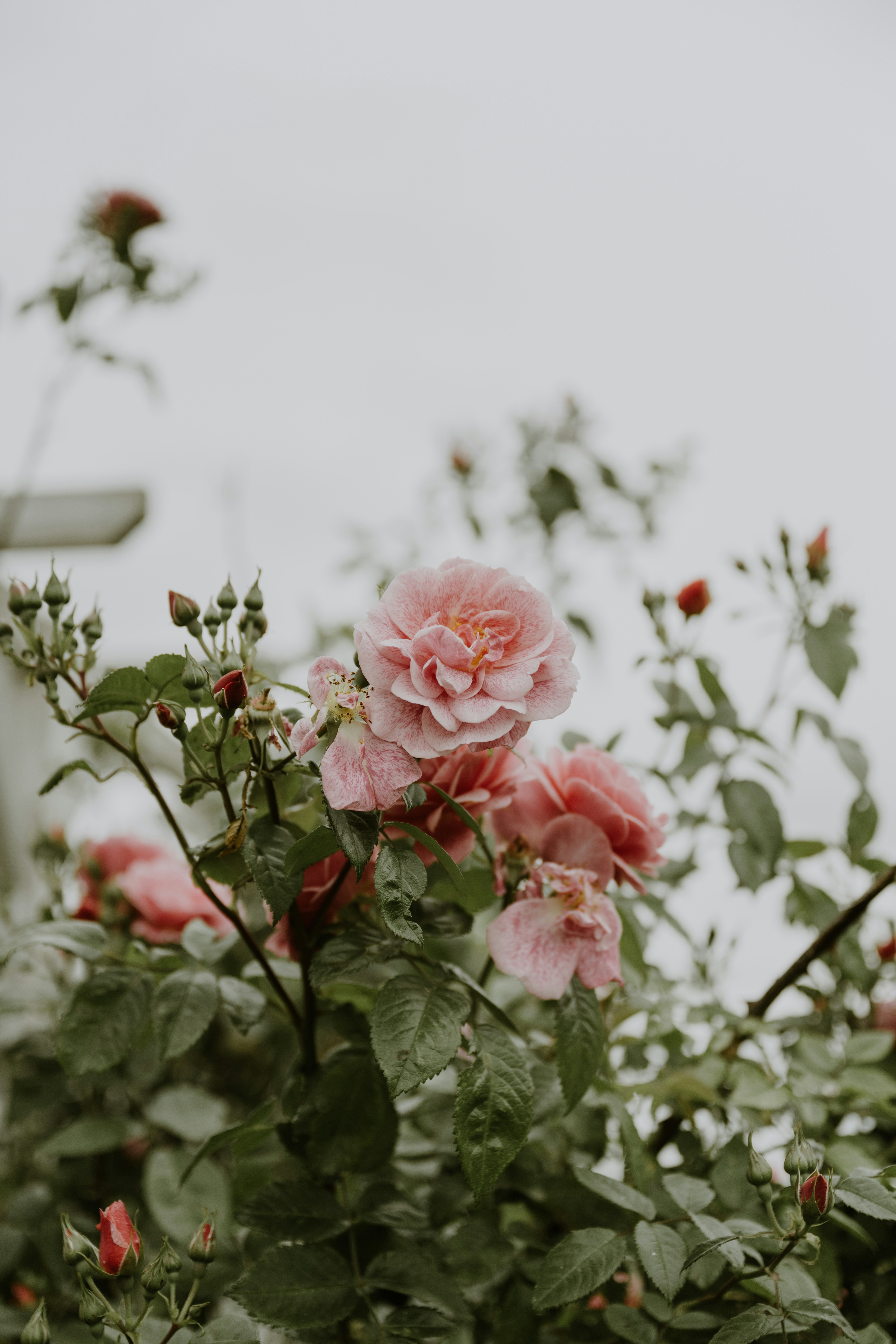Pink roses blooming on a bush with green leaves.