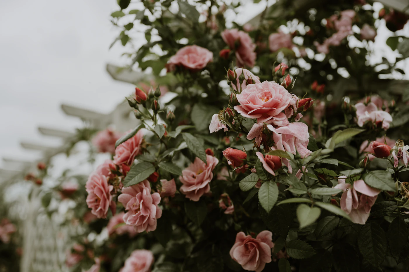 Pink roses on a trellis