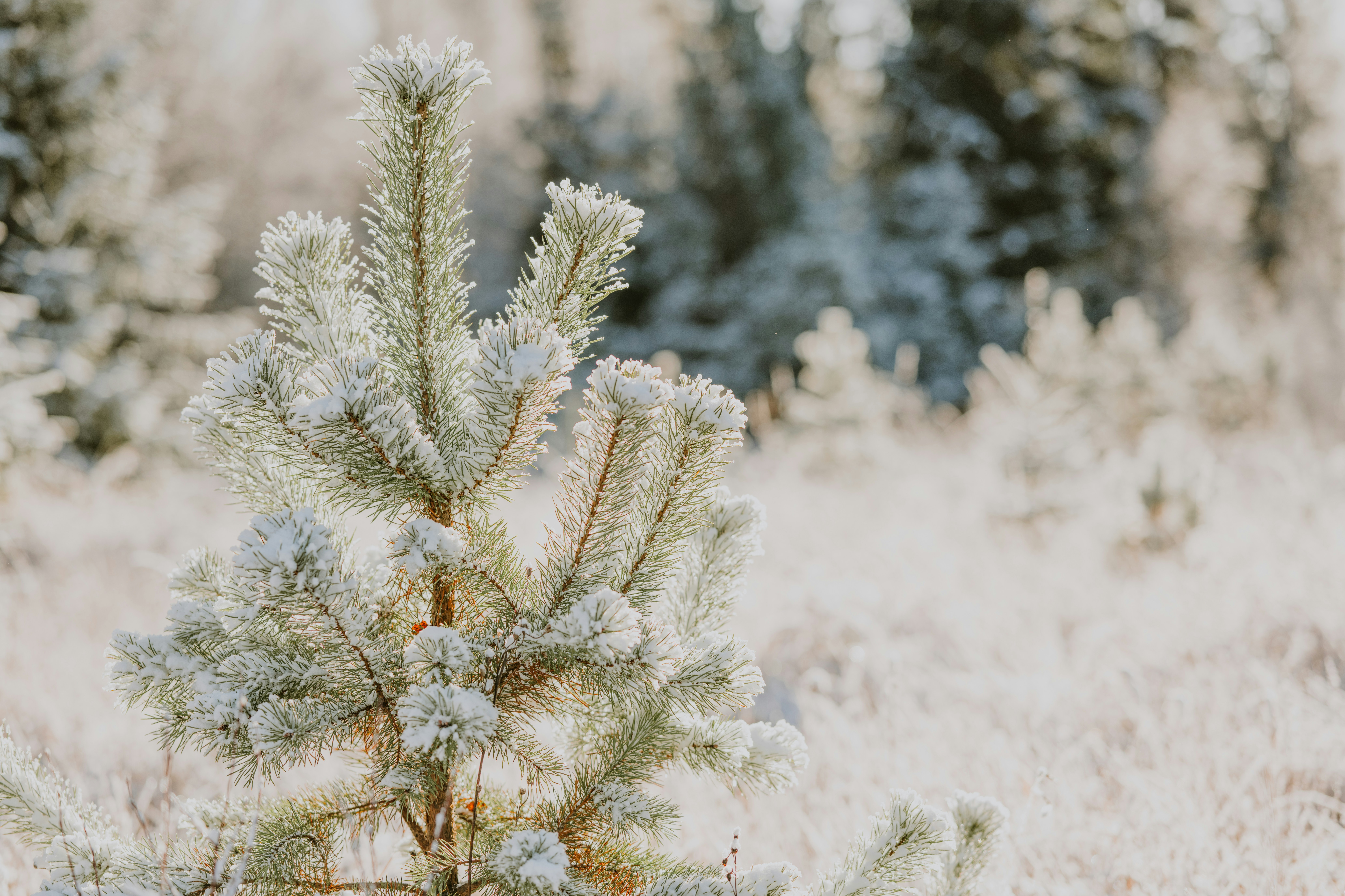 Photo by anitaaustvika