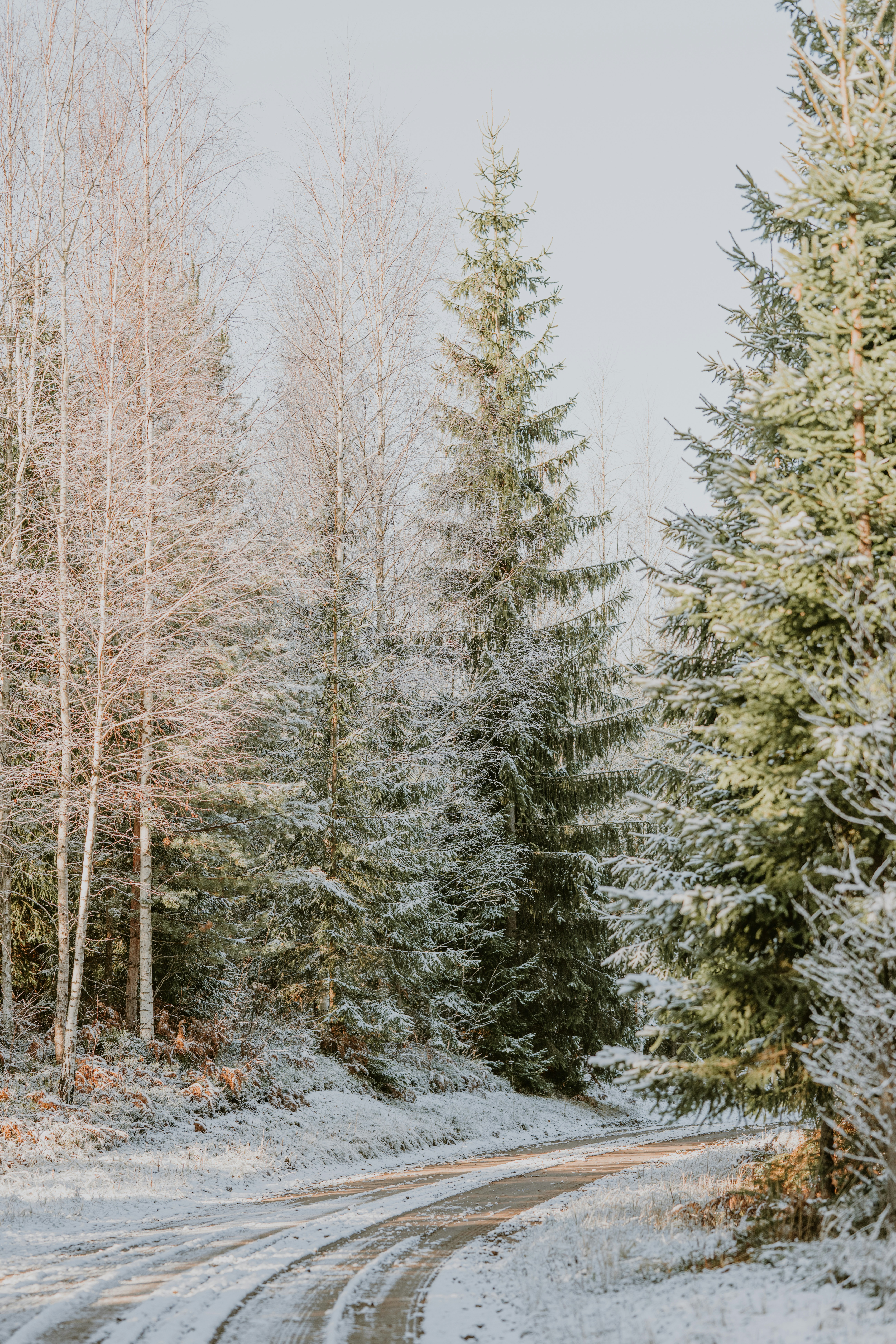 winter forest trail, wallpaper, Best Footwear for Hiking in Mud & Slush 6