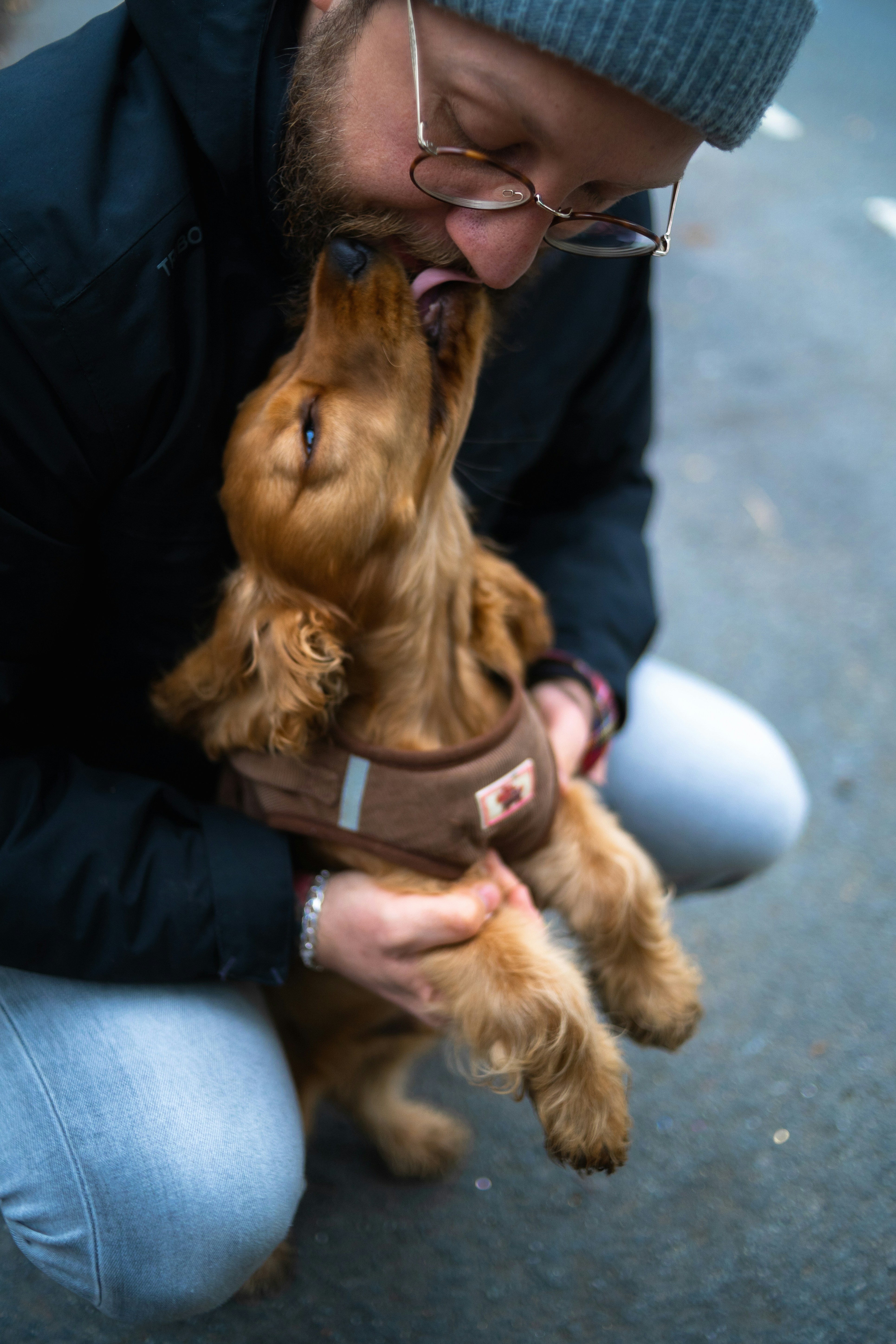 Man kissing a small brown dog wearing a harness
