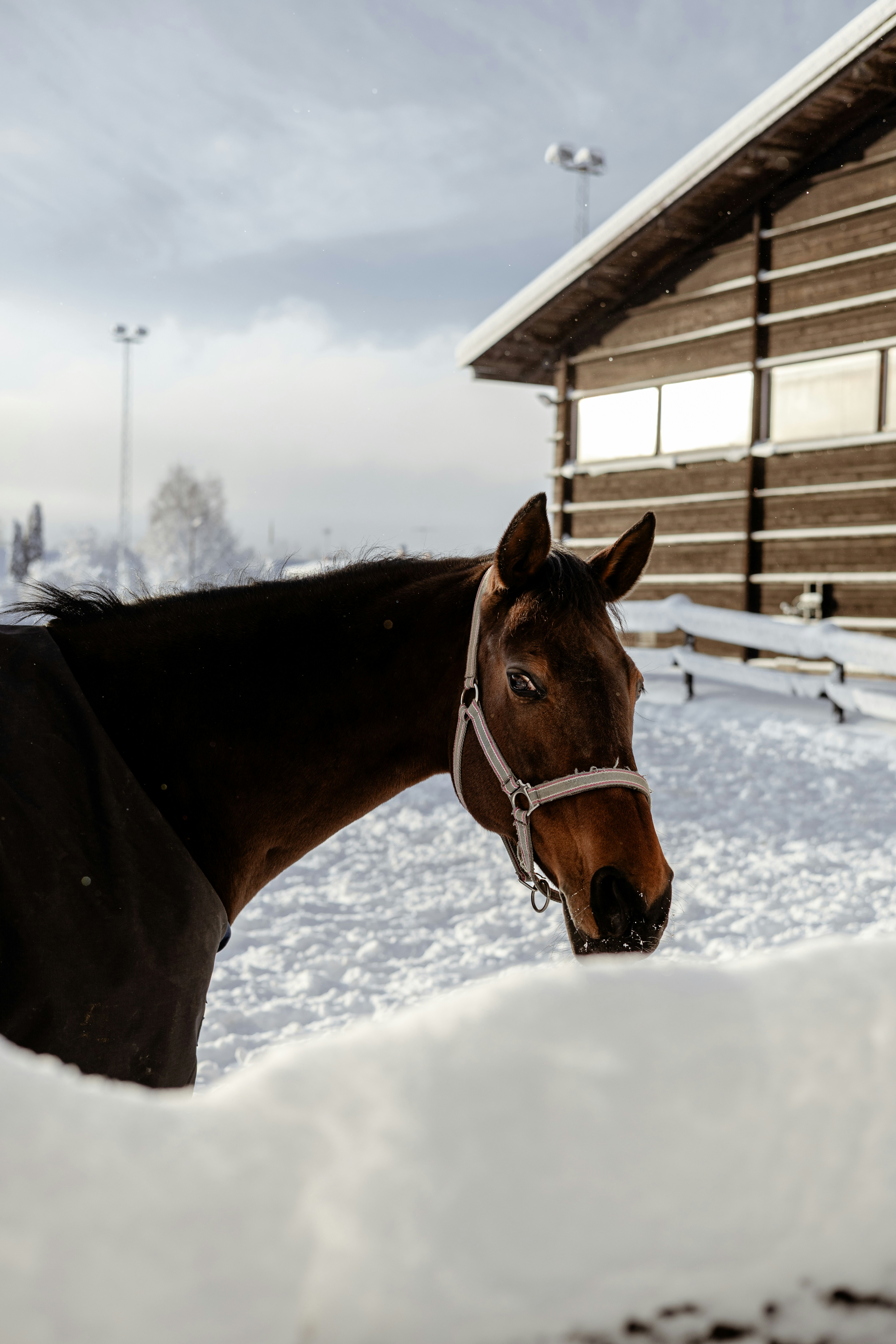 A brown horse wearing a halter in the snow.