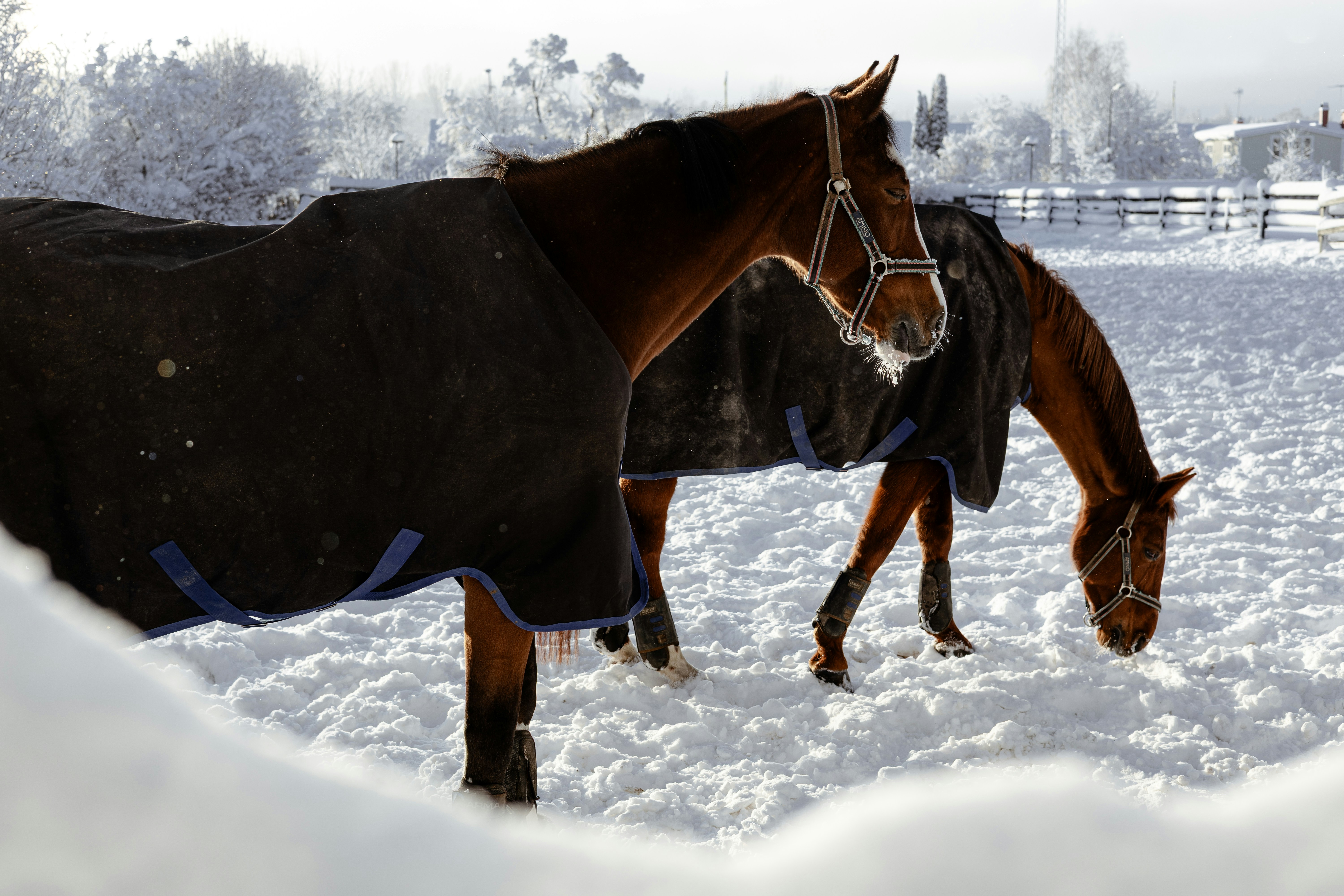Two horses wearing blankets in the snow