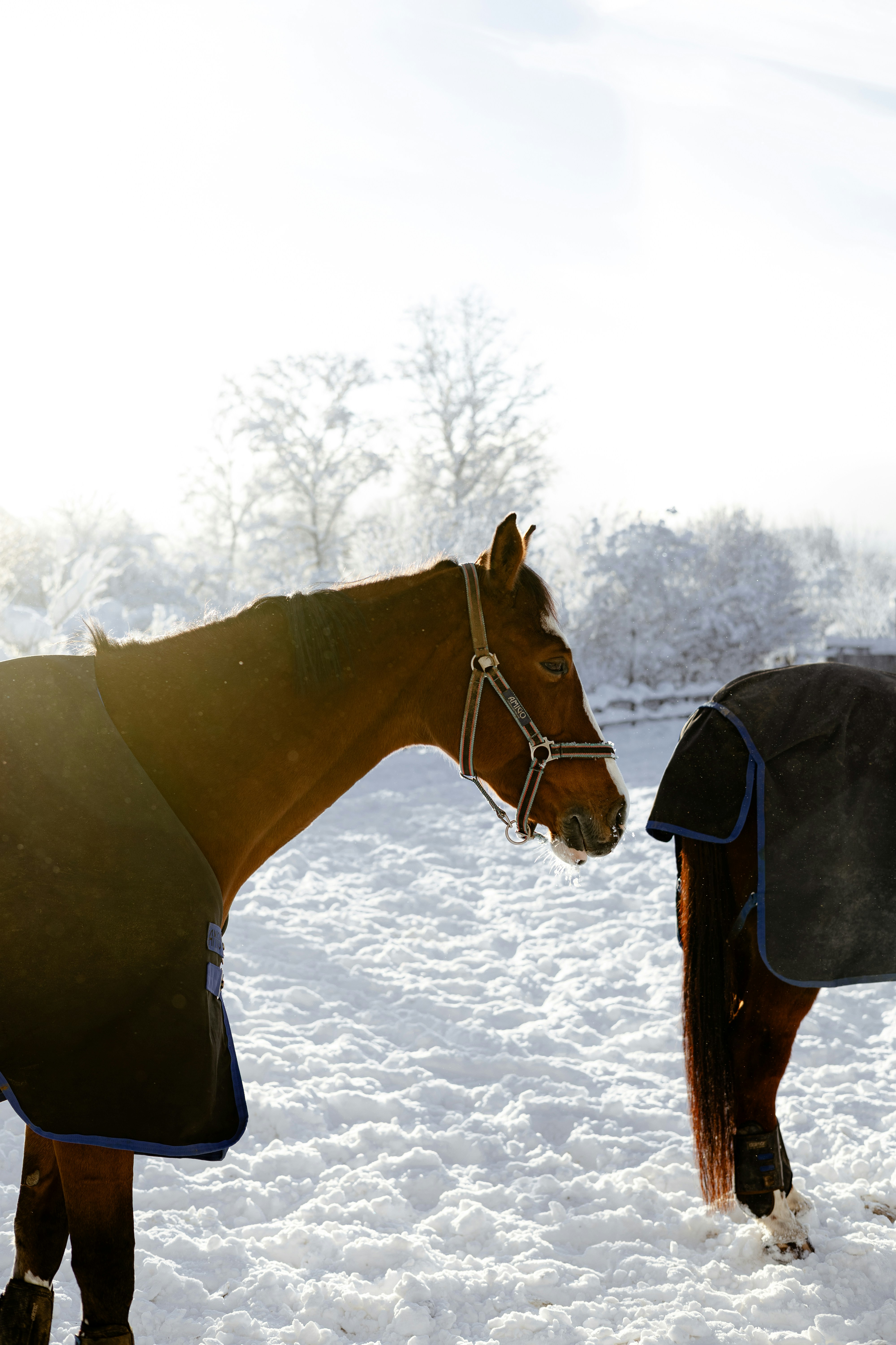 Two horses wearing blankets in the snow.