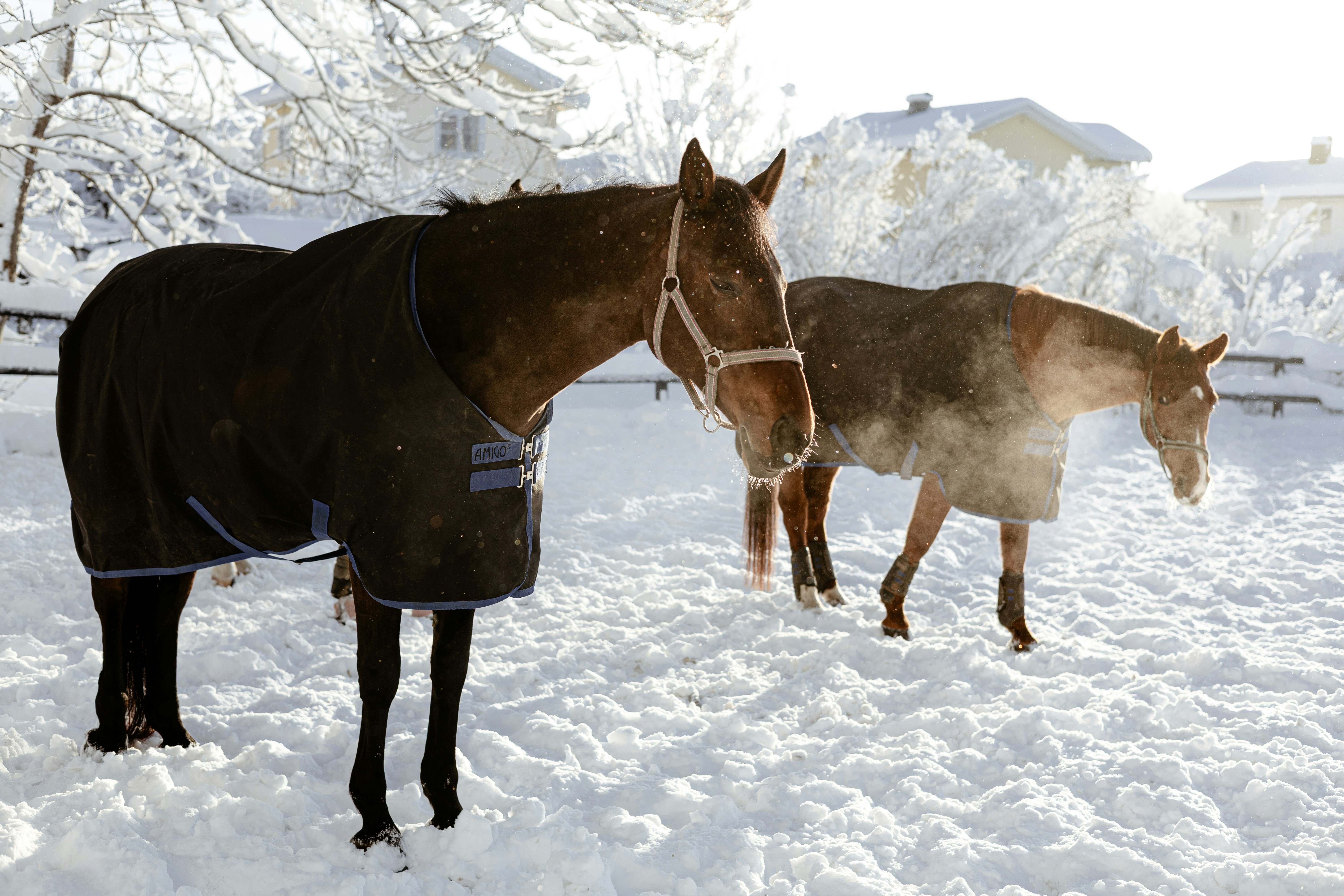 Two horses stand in a snowy field wearing blankets.