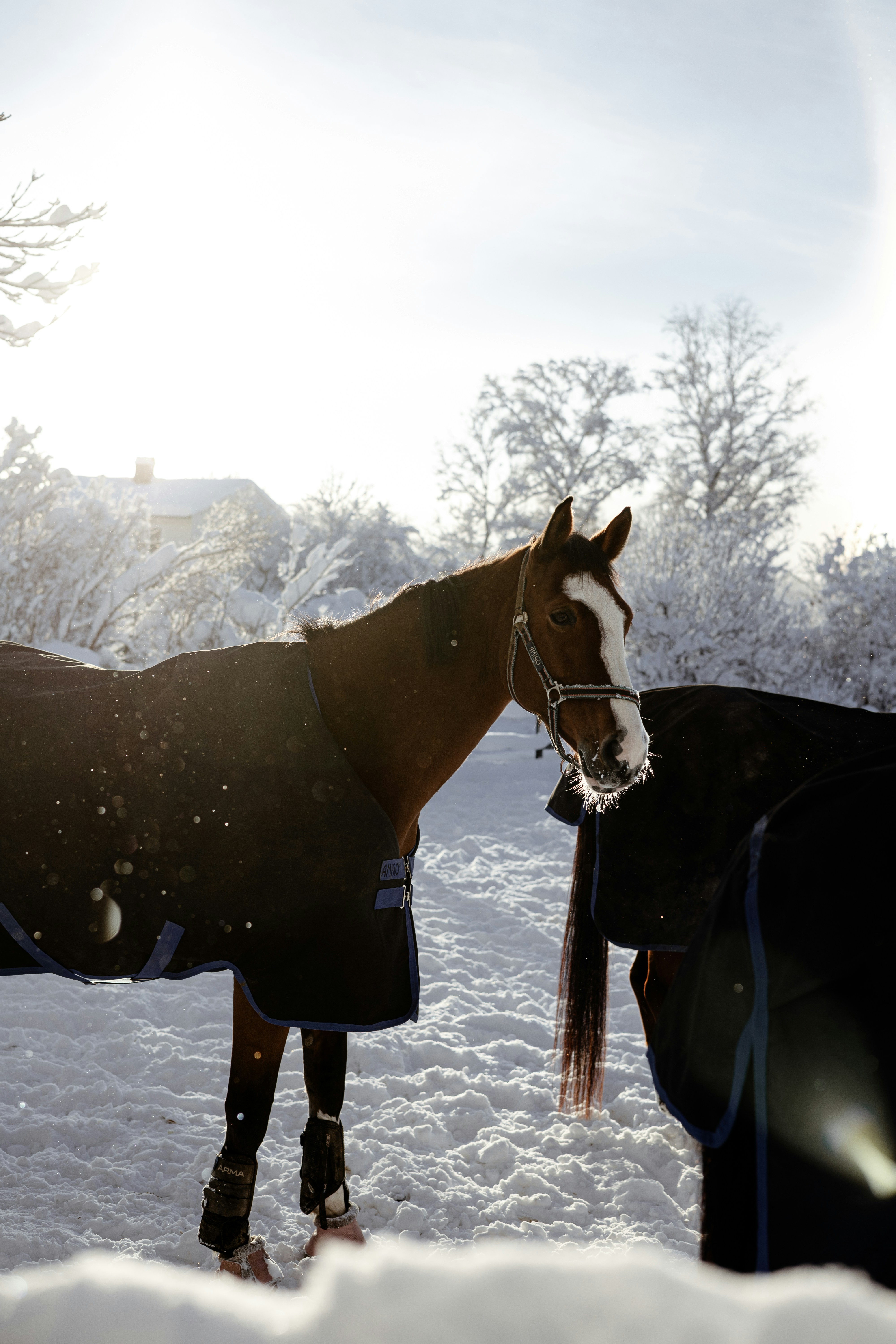 Brown horse wearing a blanket in the snow