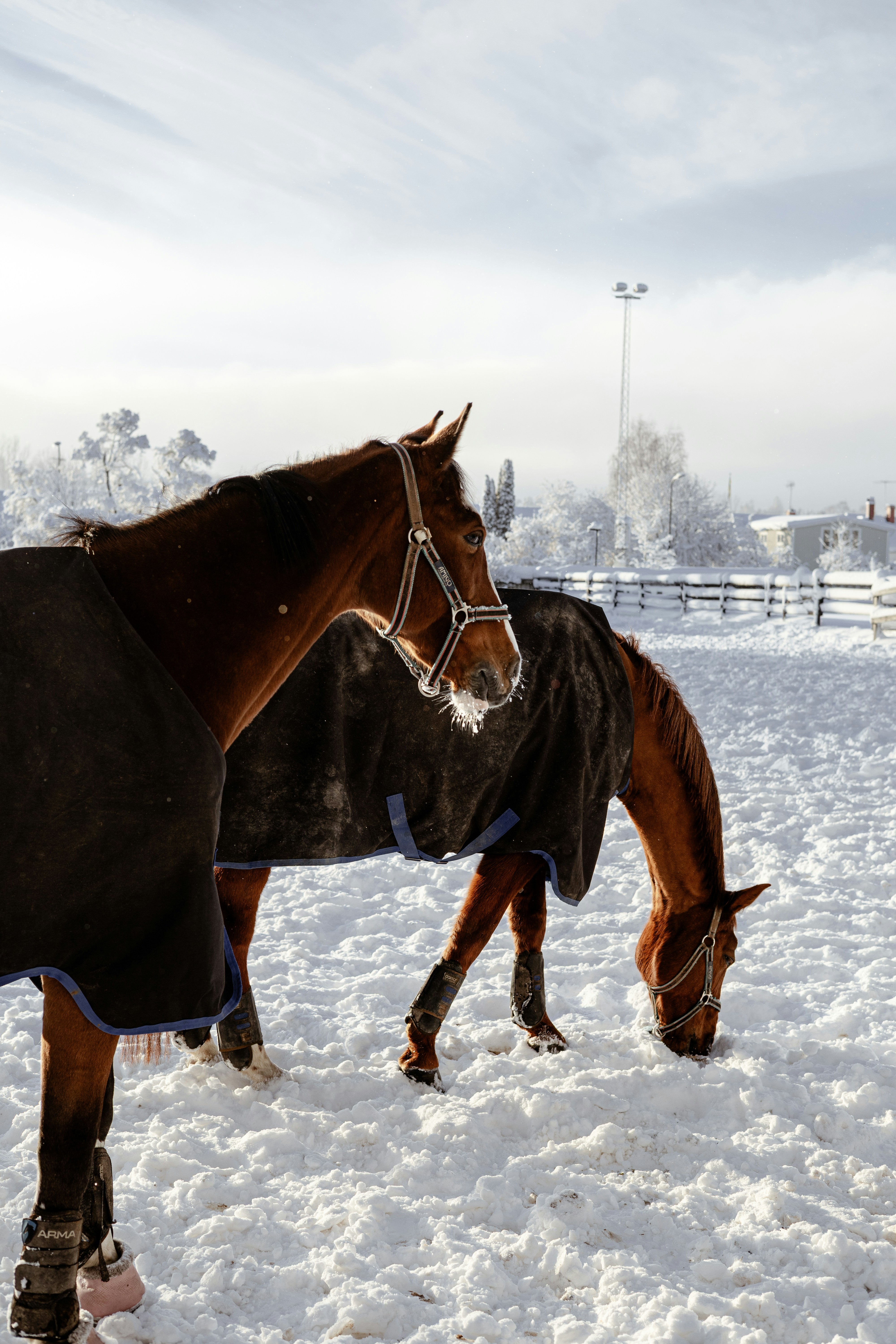 Two horses wearing blankets in the snow