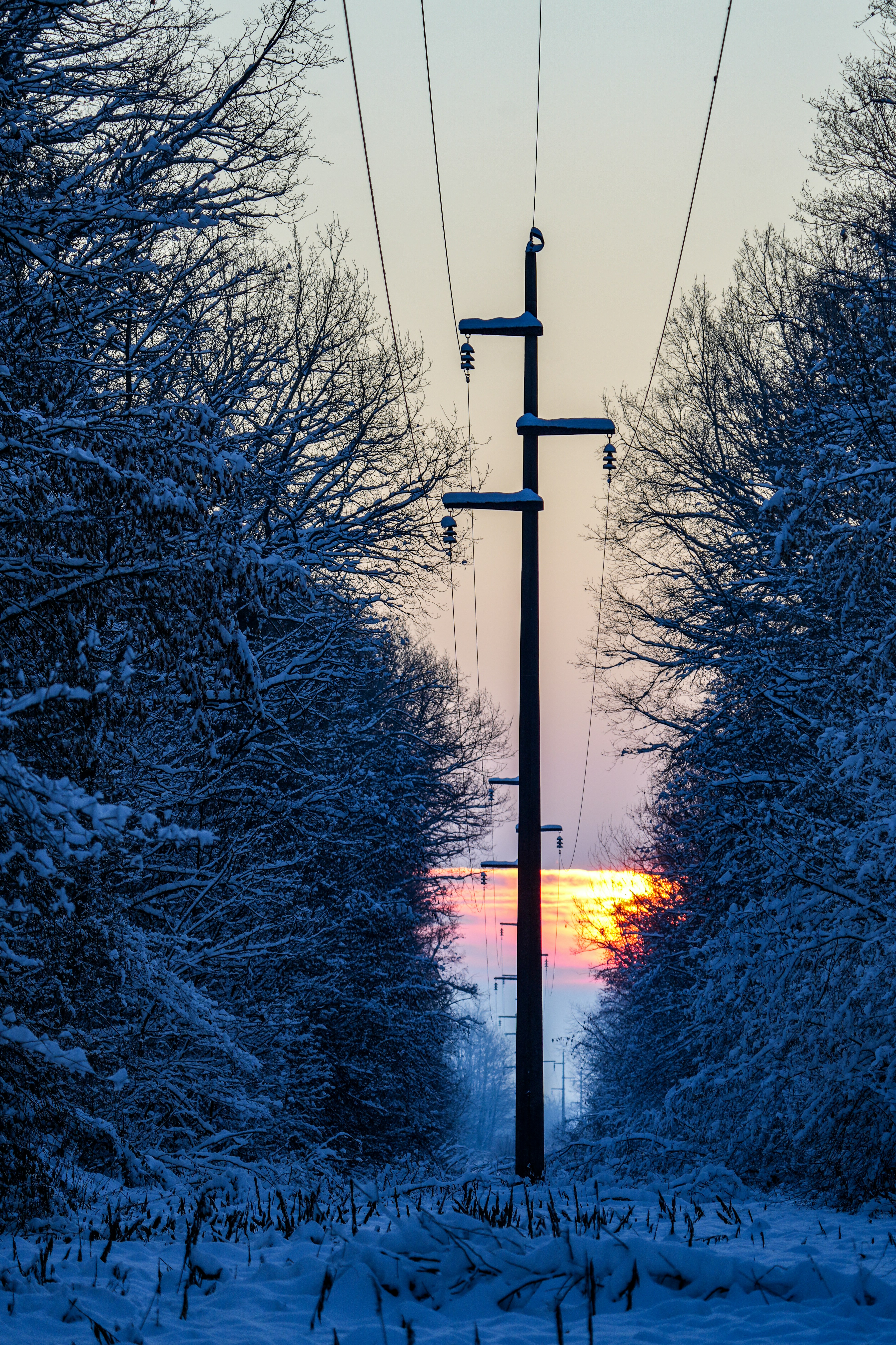 Power lines in a snowy forest at sunset