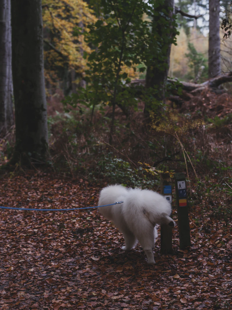 Dog on a leash walking in autumn forest