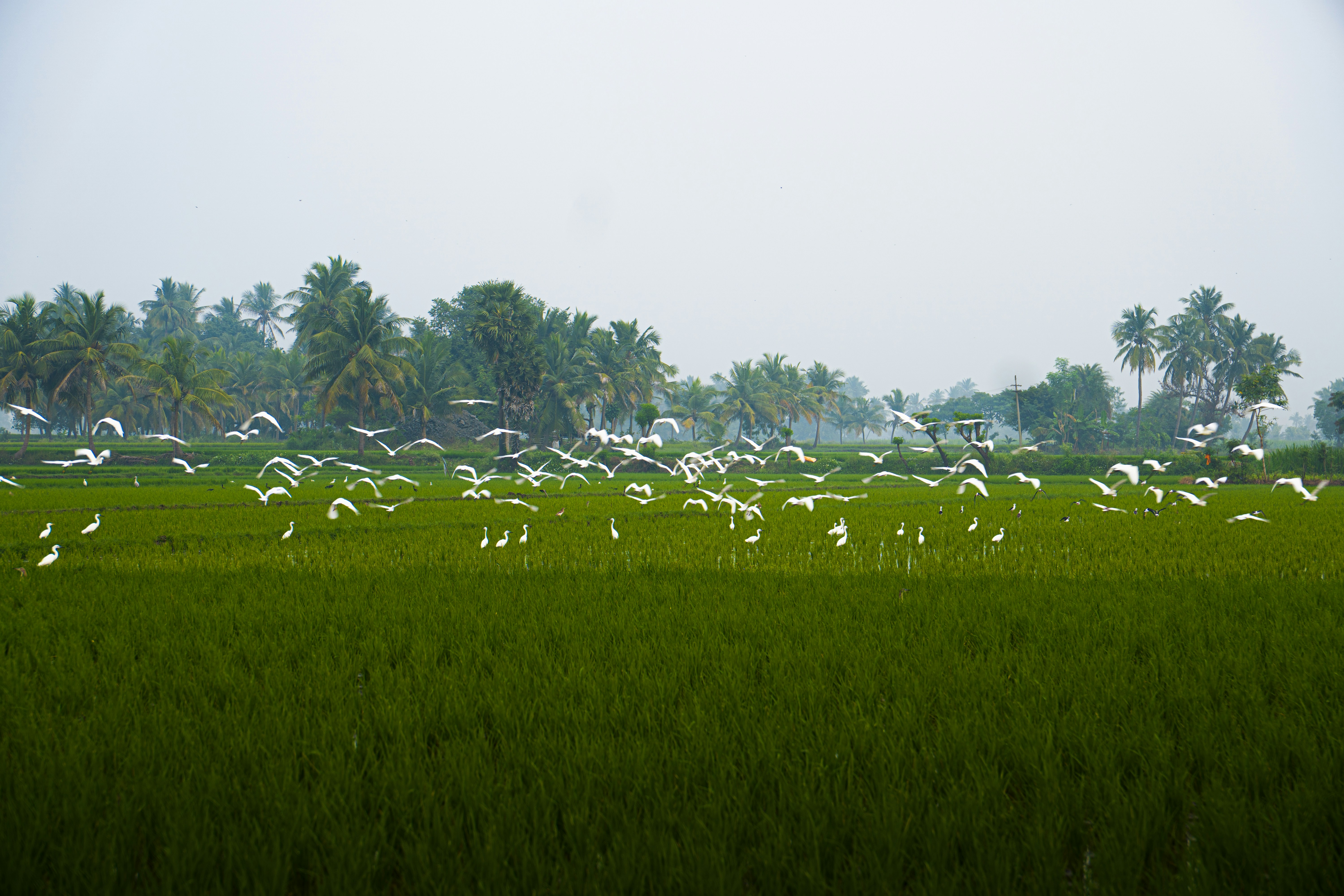 L'agroécologie comme système socio-écologique : enjeux épistémiques, méthodologiques et sociétaux pour Haïti