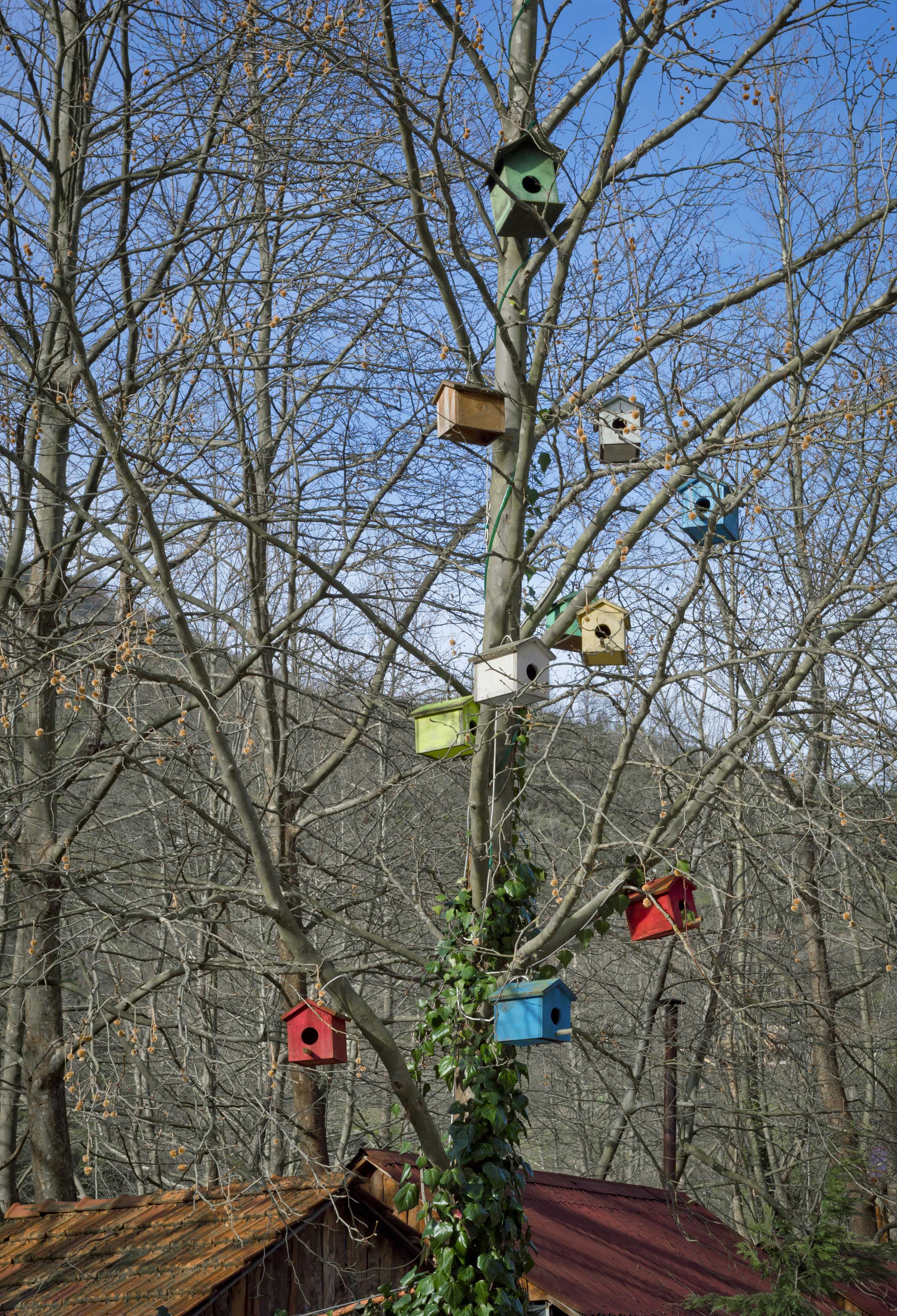 Colorful birdhouses hang on a bare tree.