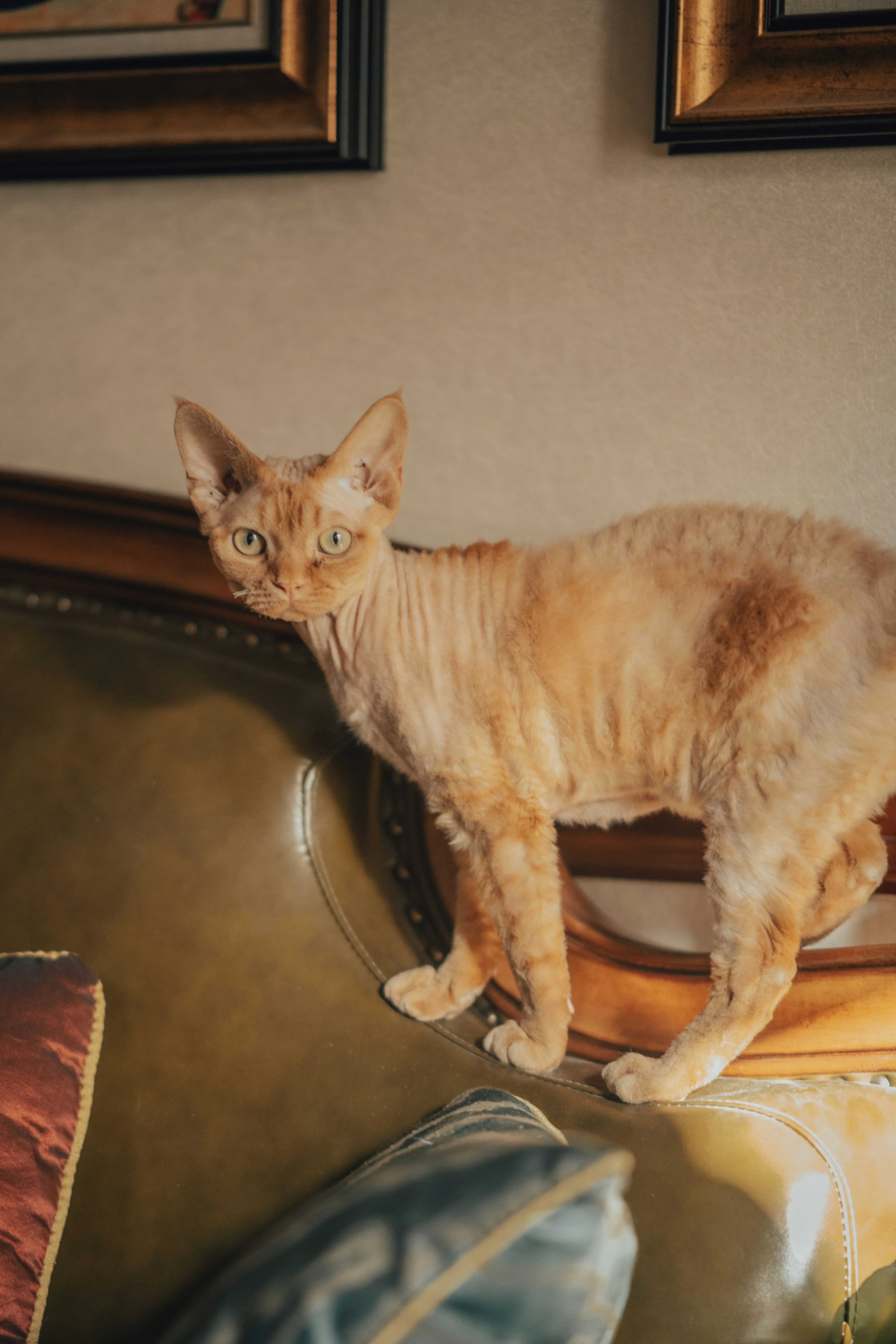 A short-haired ginger cat sits on a leather couch.