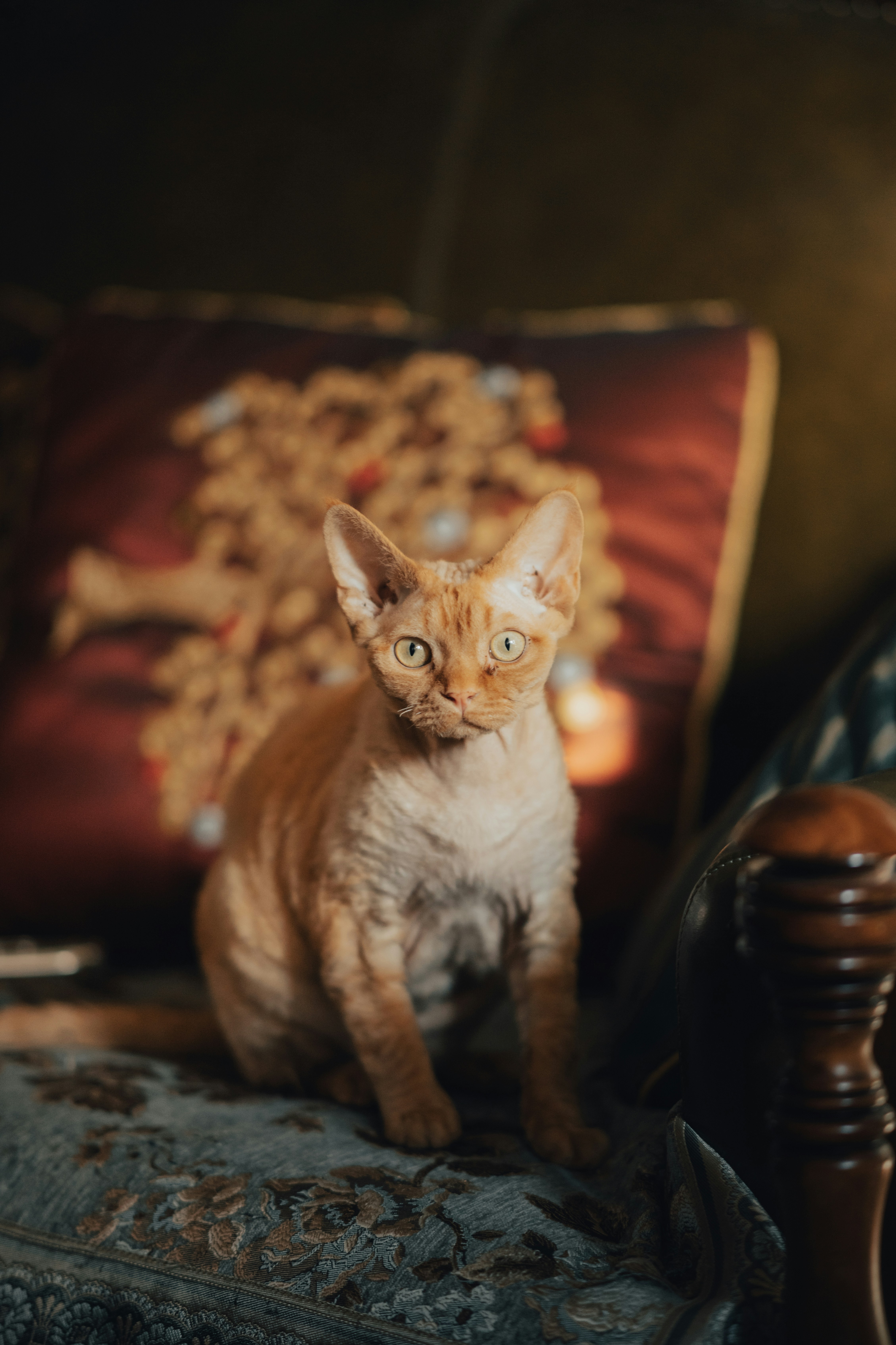 An orange devon rex cat sits on a patterned couch.