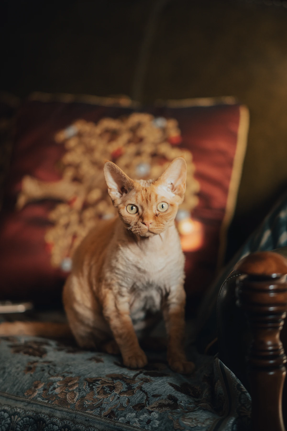 Devon Rex cat