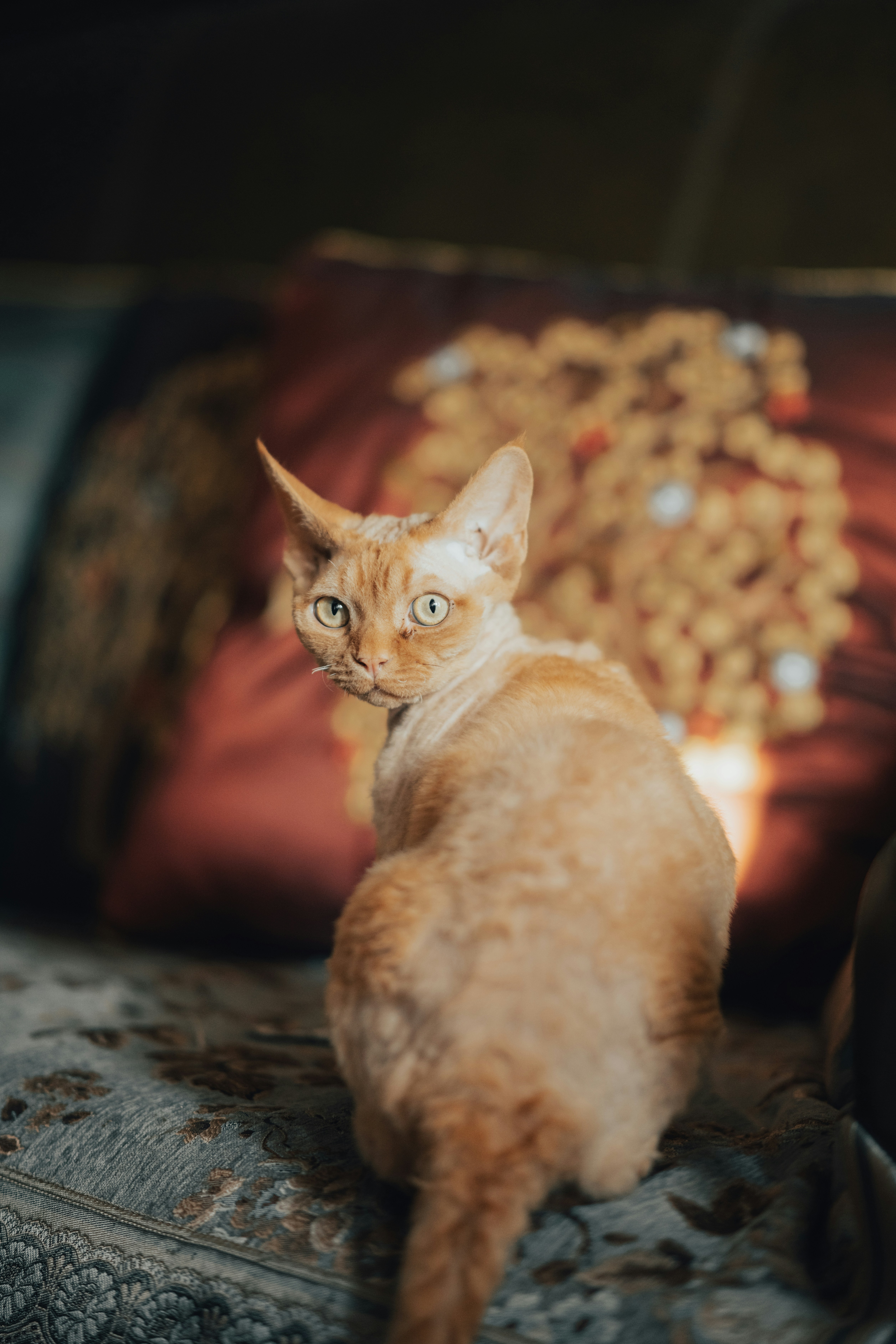 An orange cat with curly fur sits on a couch.