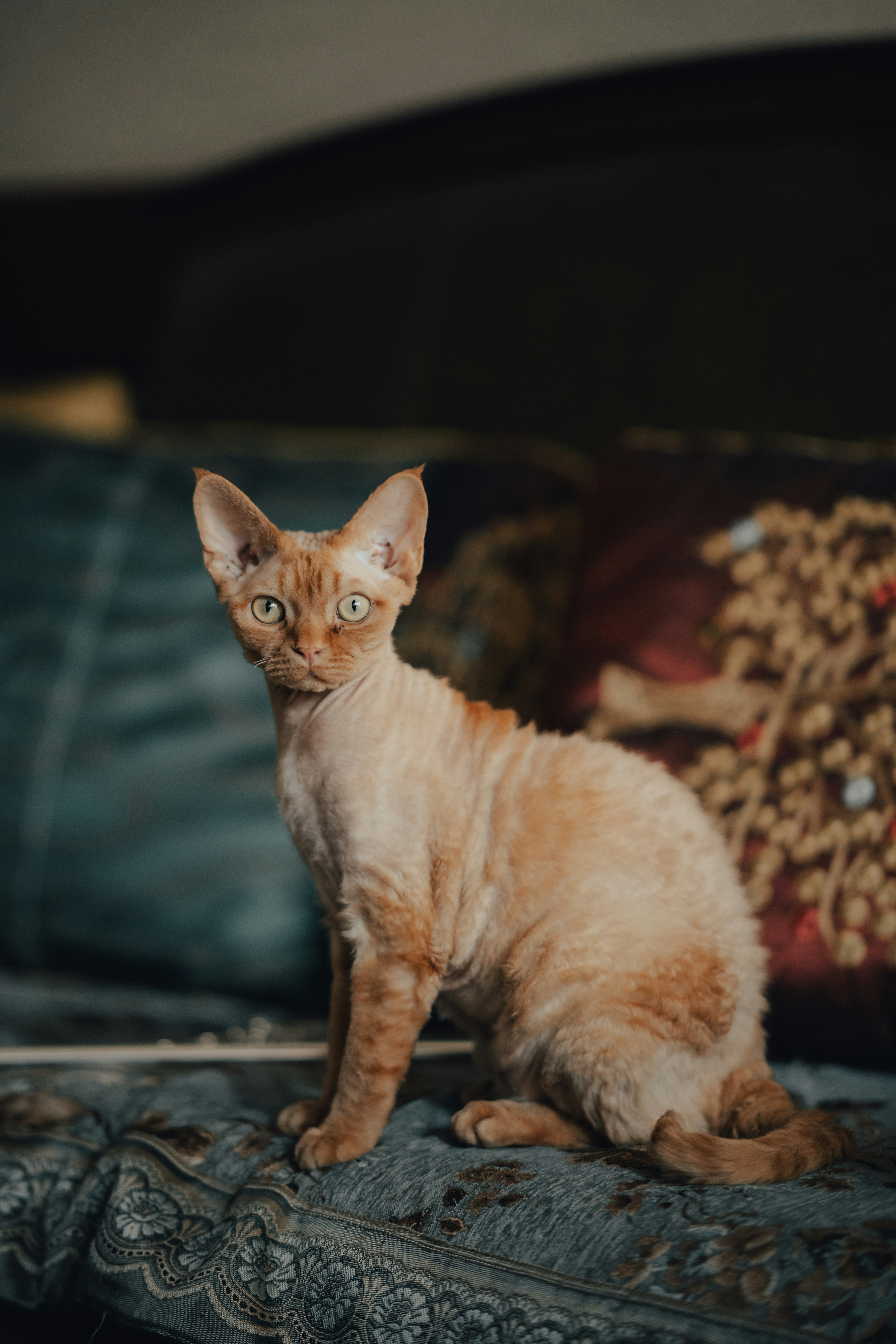 A short-haired orange cat with green eyes sits.