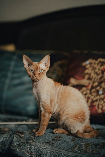 Devon Rex photo 4