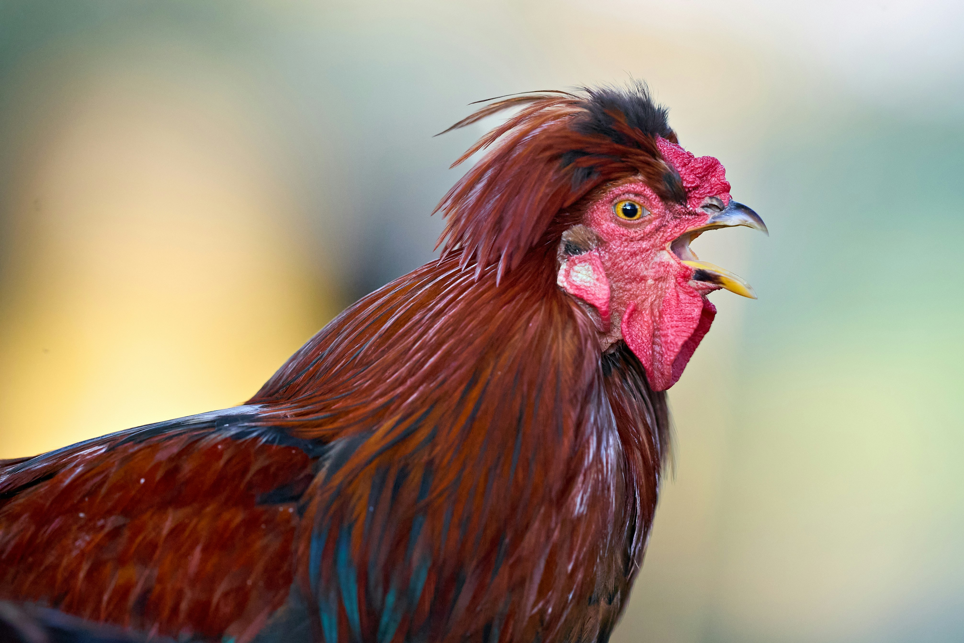 Photo by erwinbosman