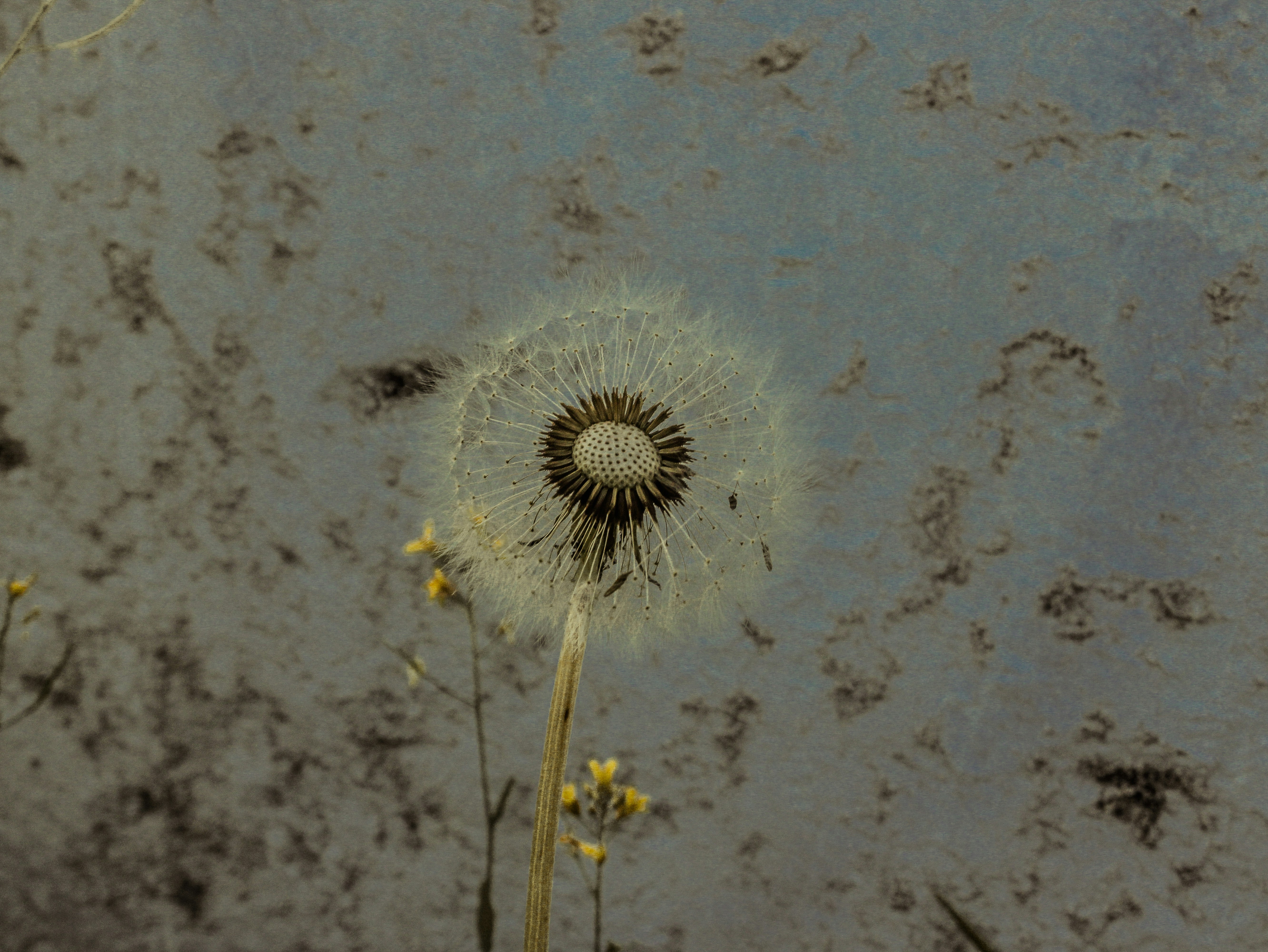 A dandelion seed head against a mottled background