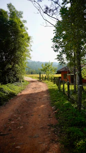 Dirt road leading to a house with bamboo and trees.