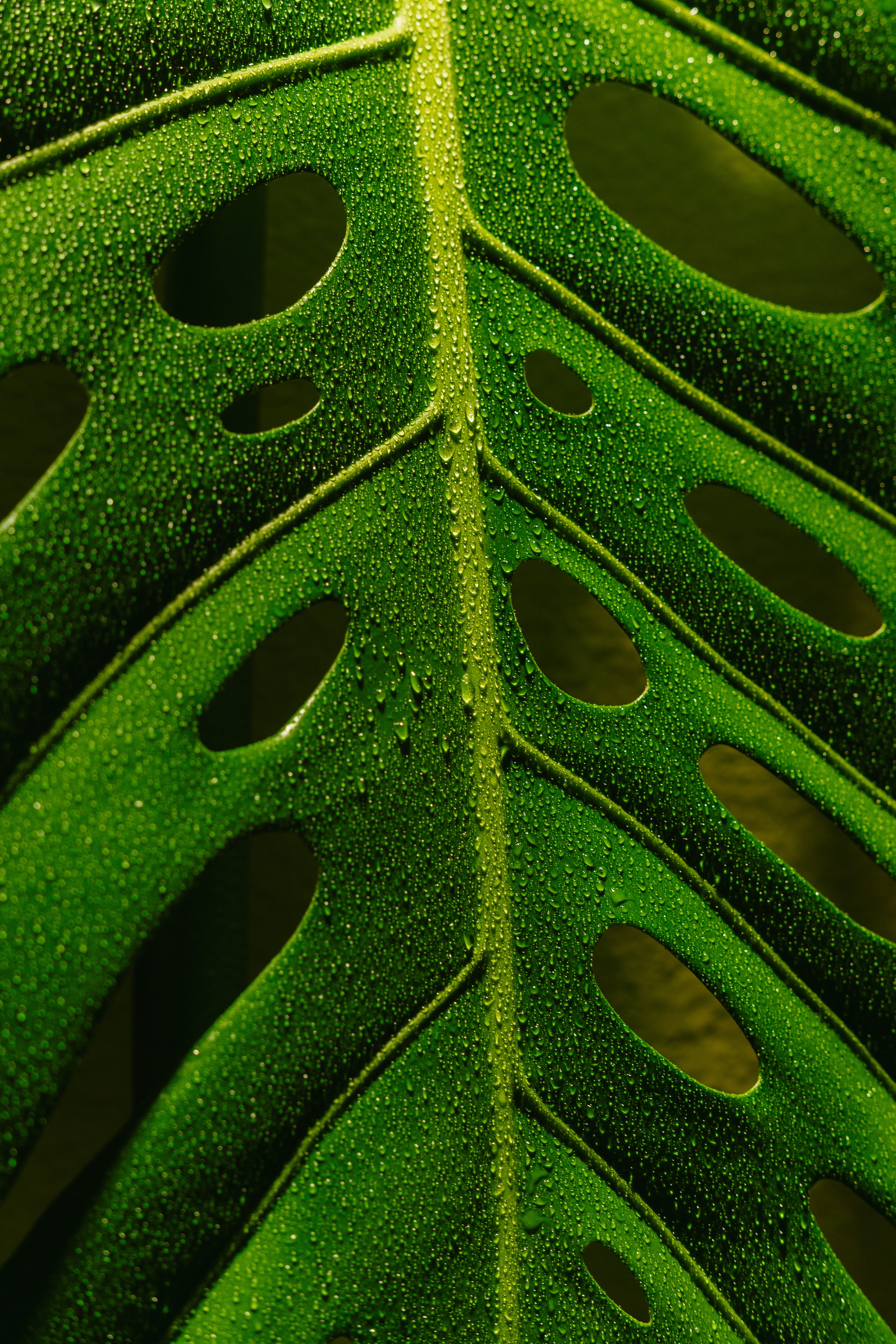 Gros plan d’une feuille de monstera verte mouillée