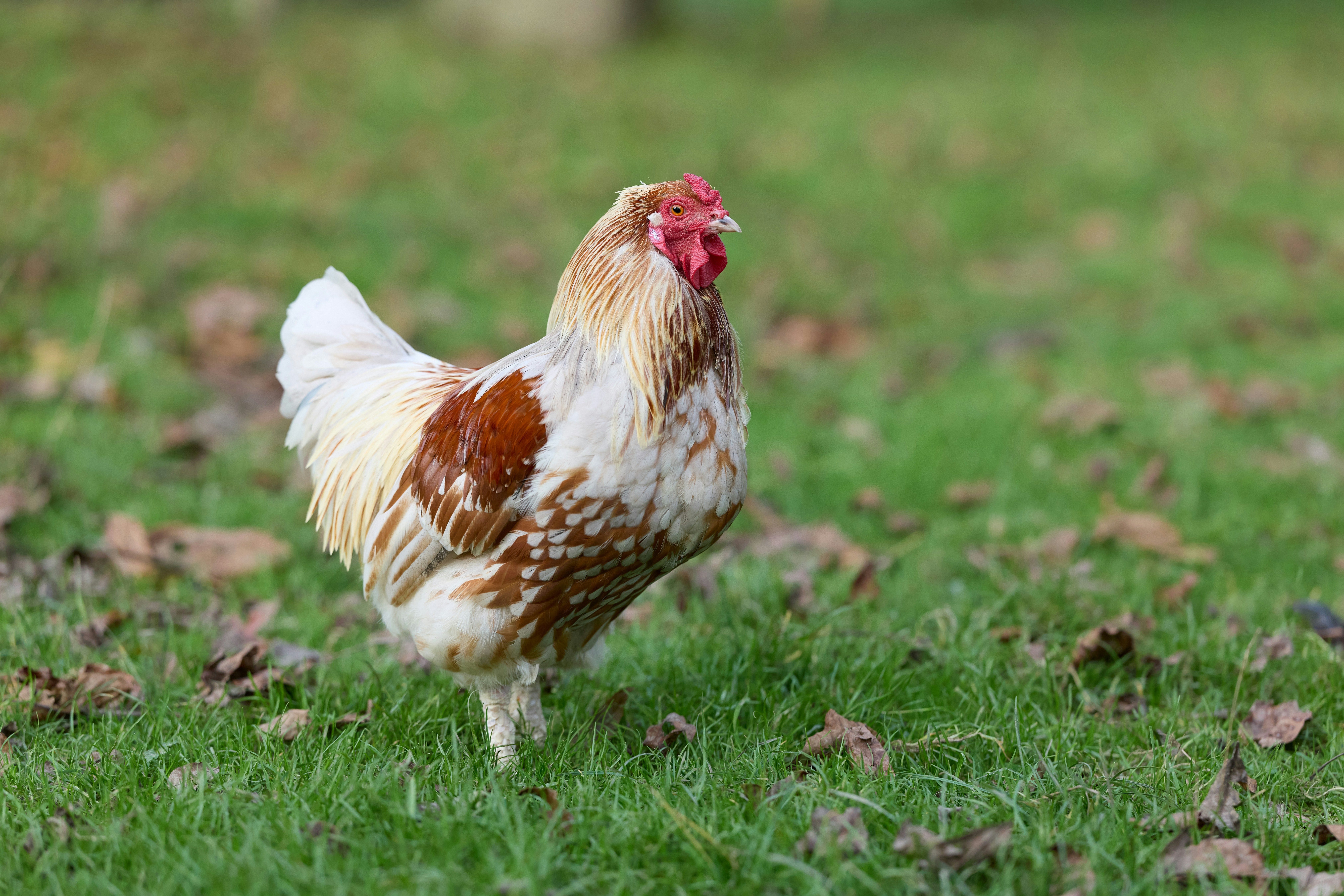 Photo by erwinbosman