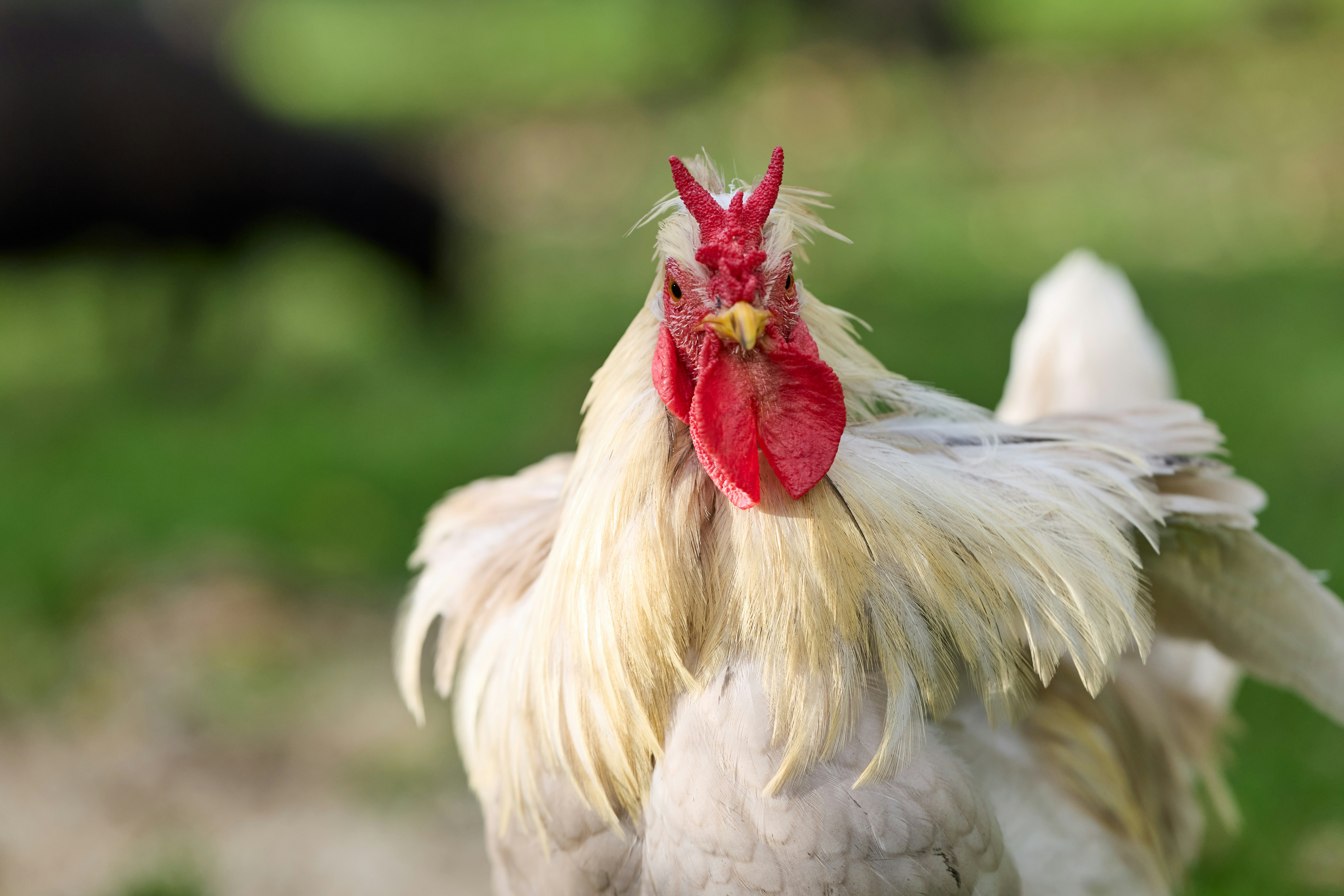 Photo by erwinbosman