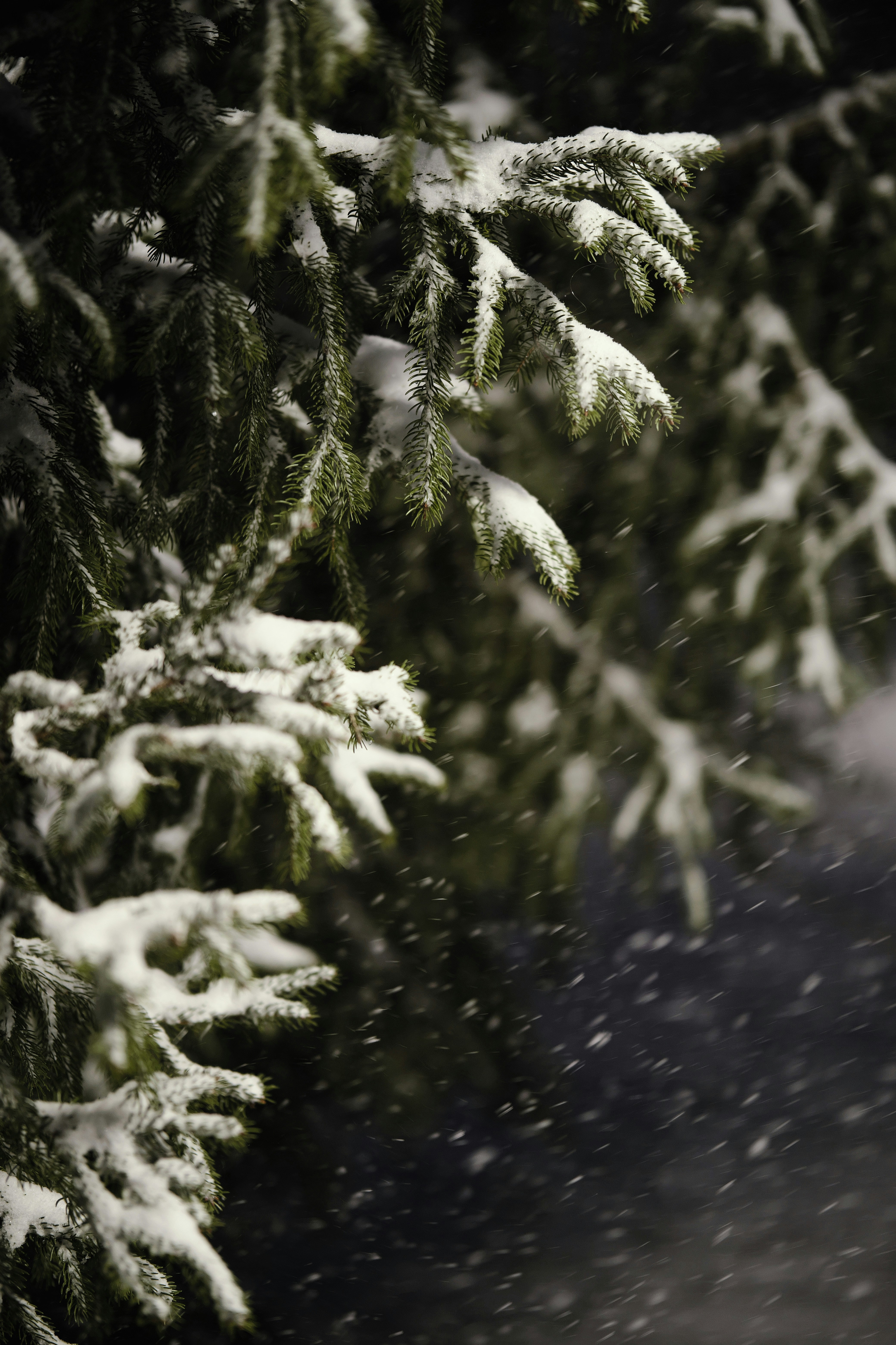 Salju turun di cabang-cabang cemara di musim dingin