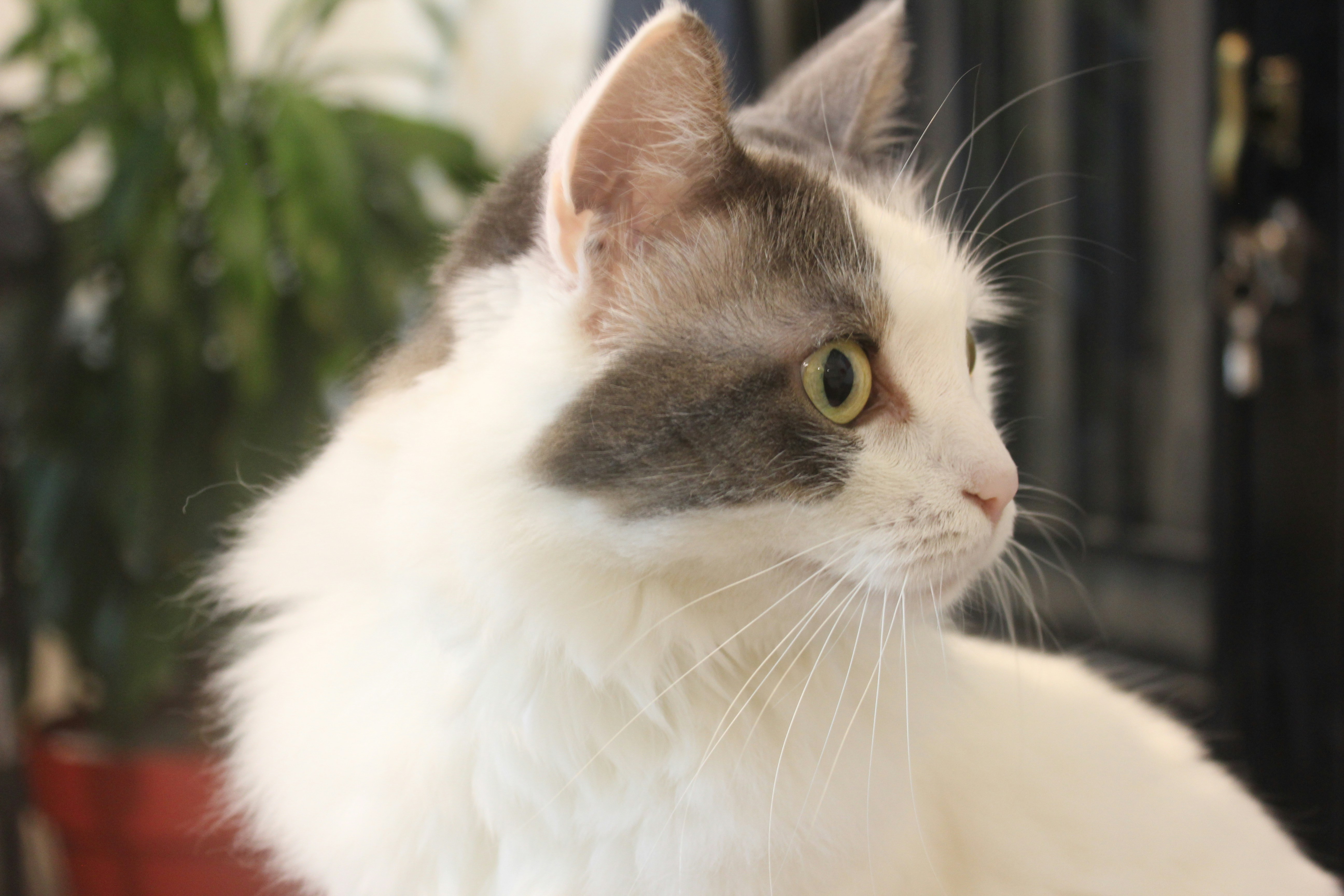 A white and grey cat with green eyes looks right.