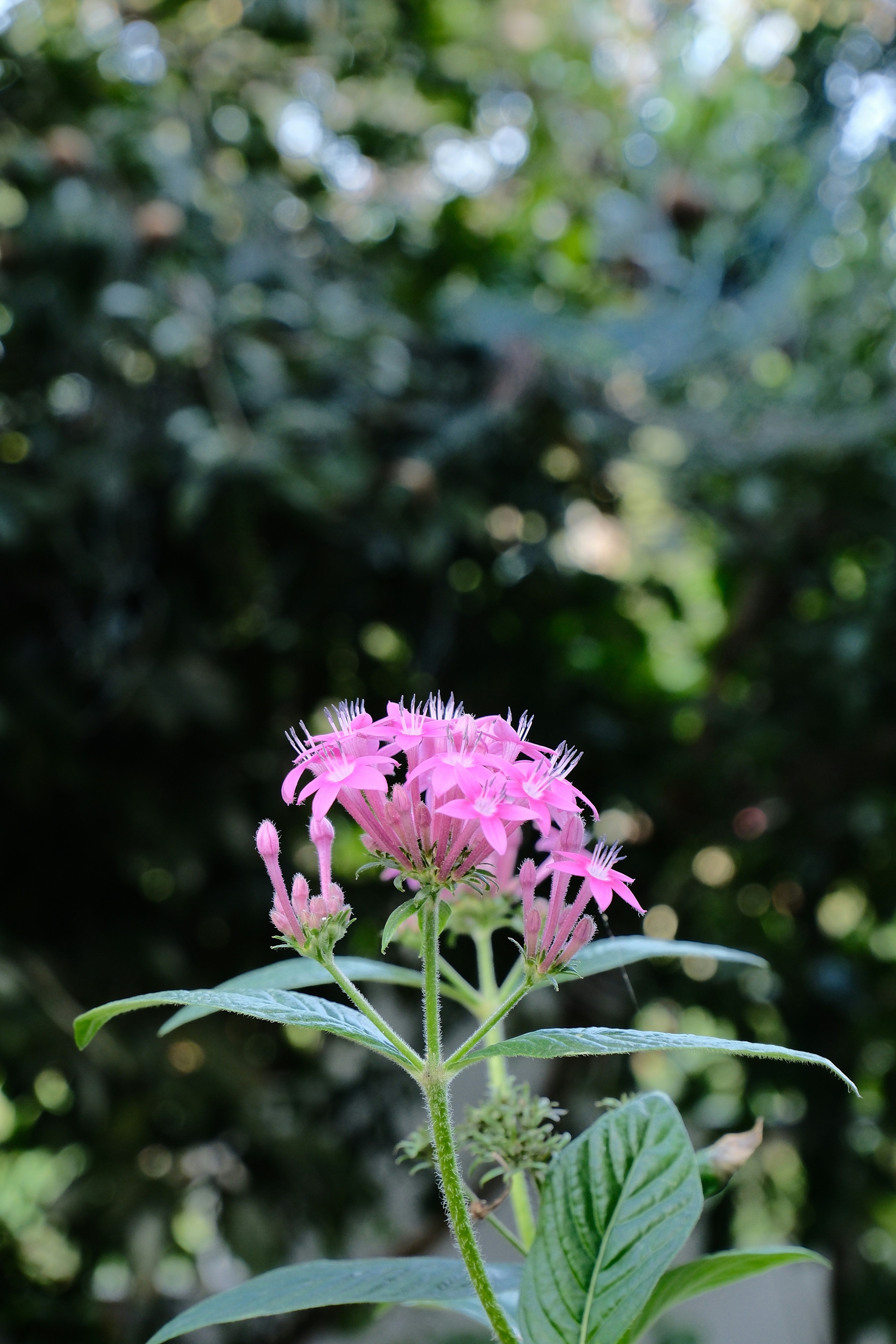 緑の葉がついたピンク色の花の群れ。